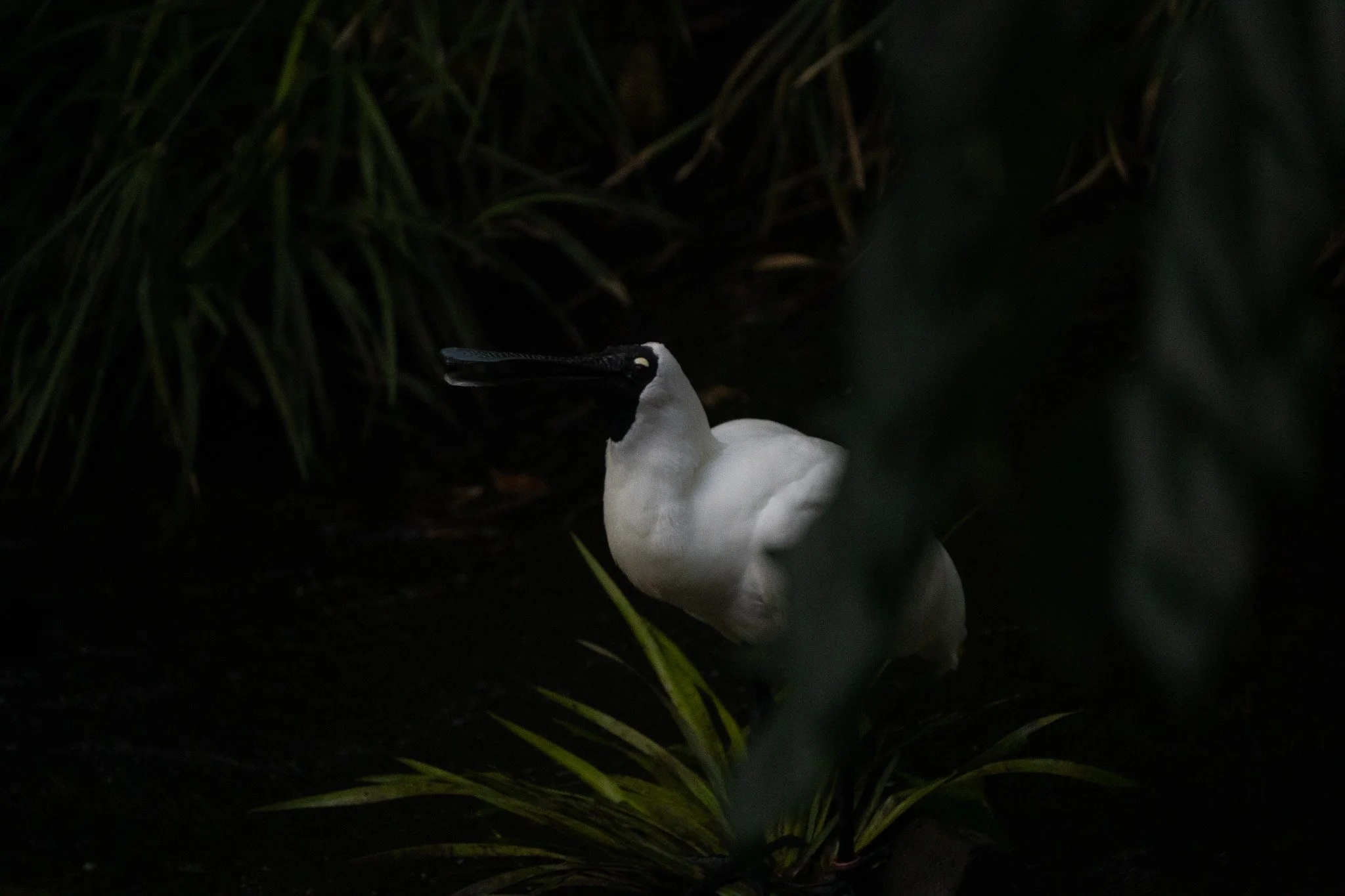 Royal Spoonbill quacks at Royal Melbourne Zoo