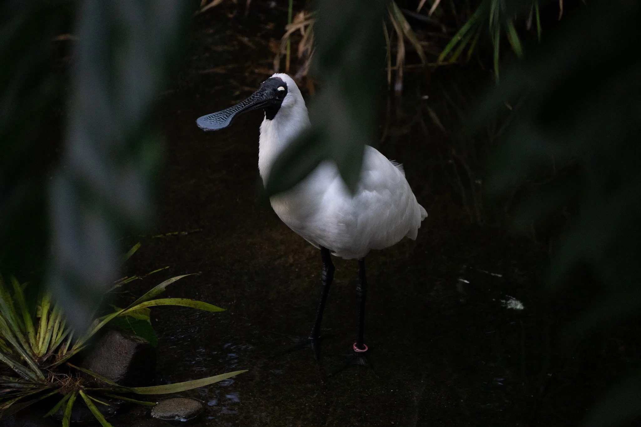 Royal Spoonbill standing on pool of water at Melbourne Zoo