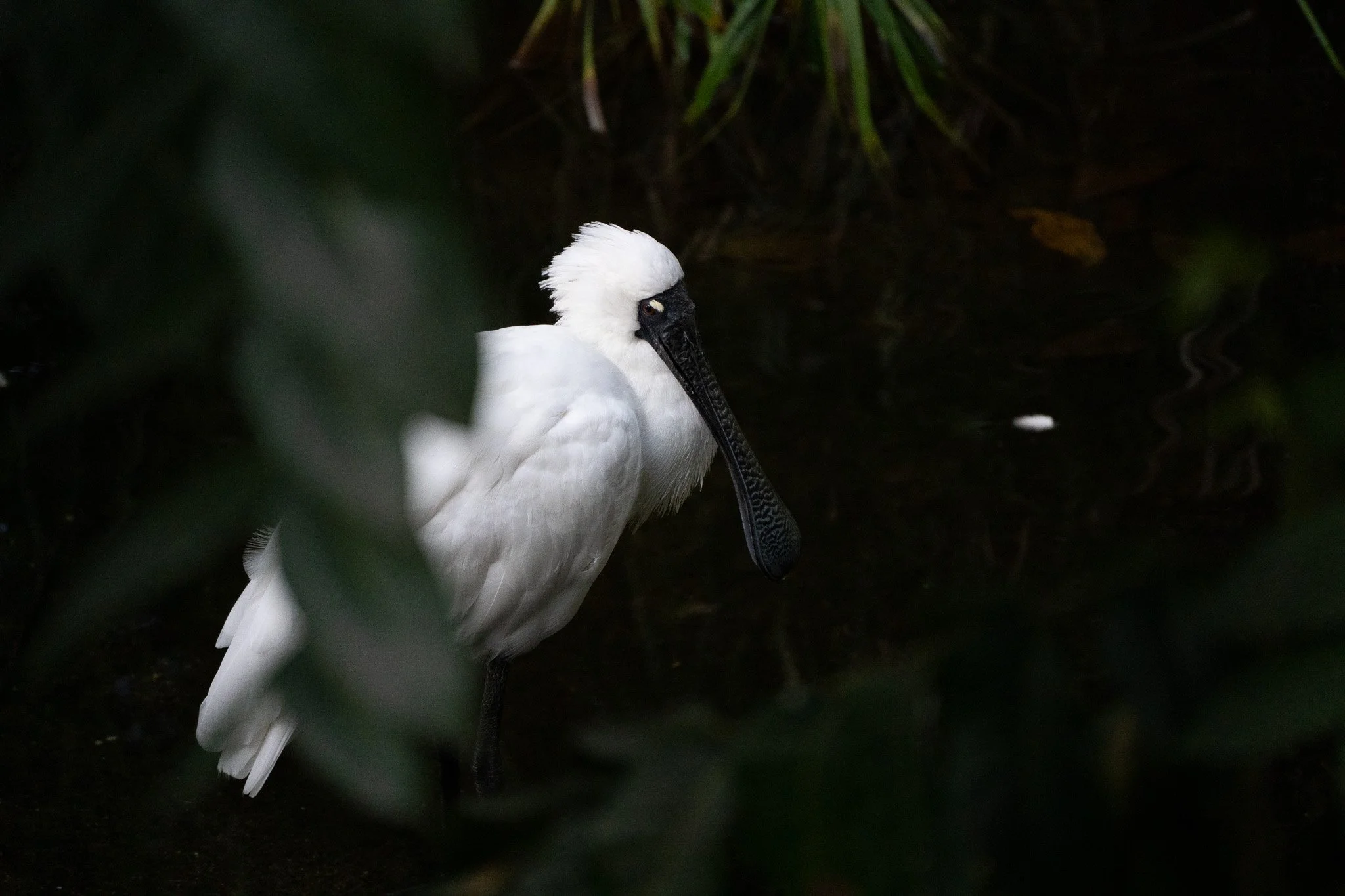 Royal Spoonbill standing still at Royal Melbourne Zoo