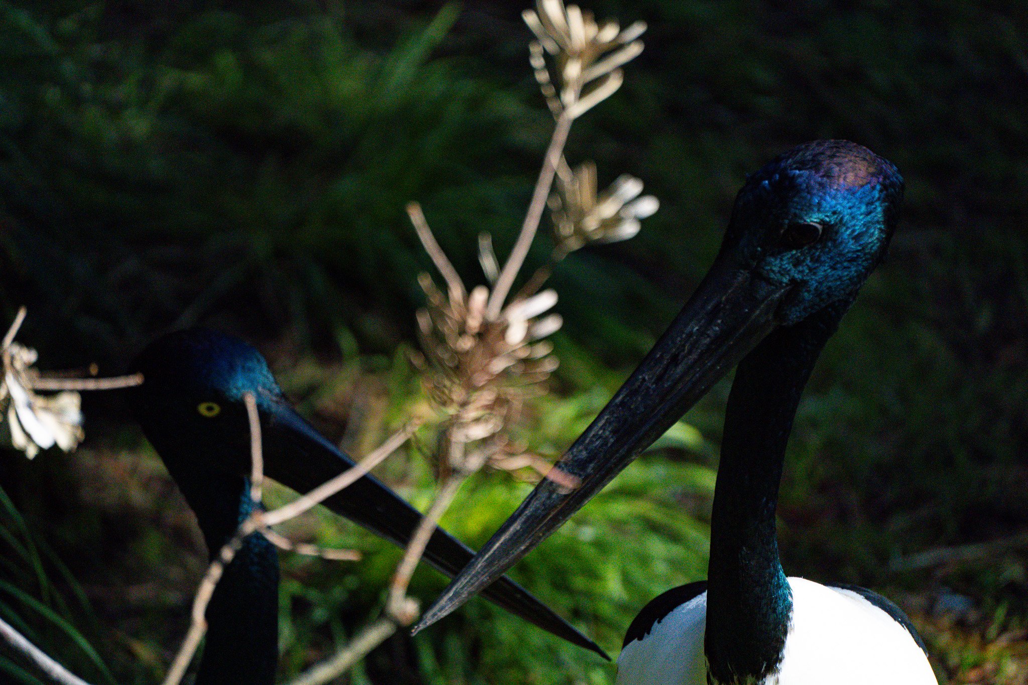 A couple of jubiru birds resting in the shadow at Melbourne Zoo