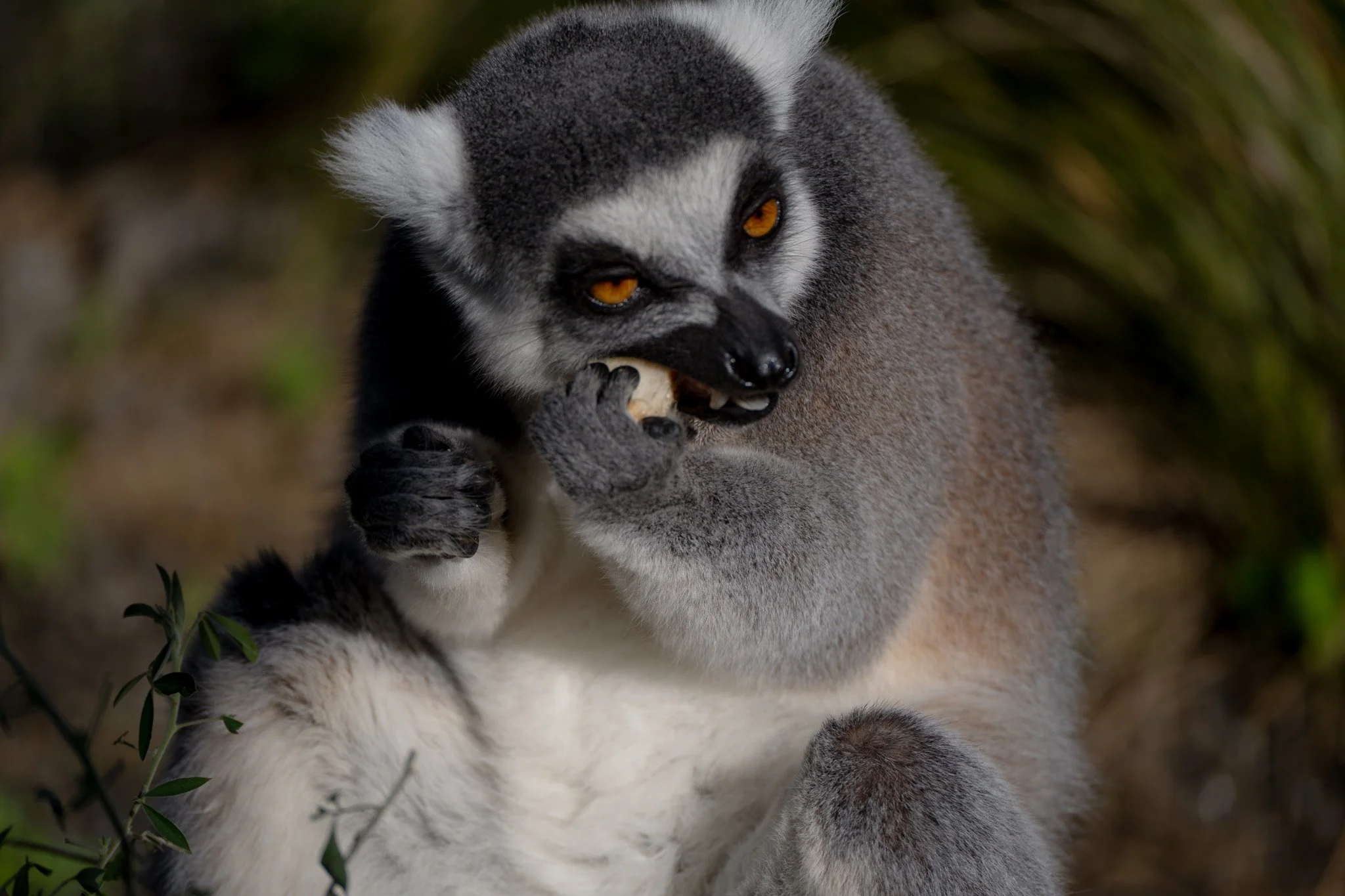melbourne-zoo-lemur-chewing-fruit.jpg