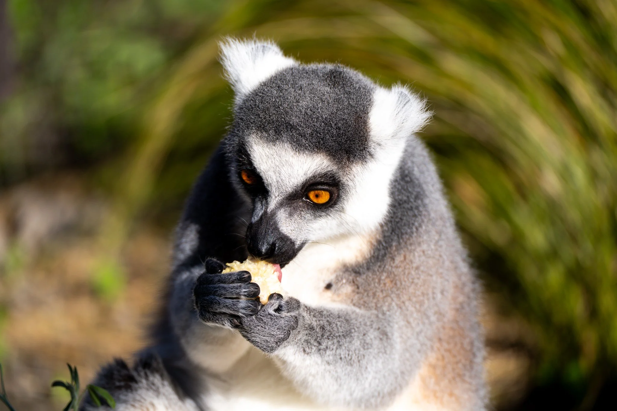 melbourne-zoo-lemur-biting-fruit.jpg