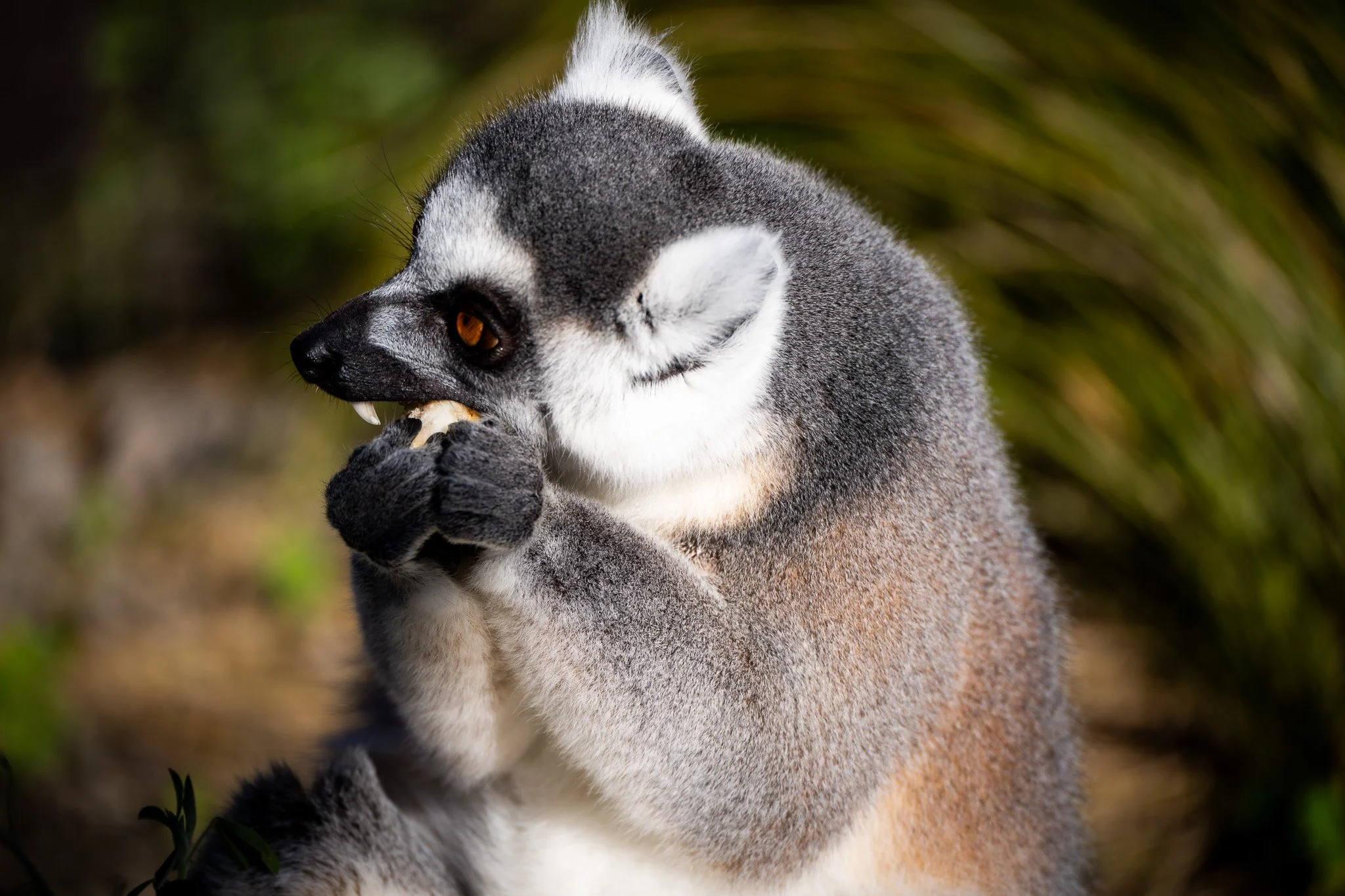 melbourne-zoo-lemur-eating-fruit.jpg