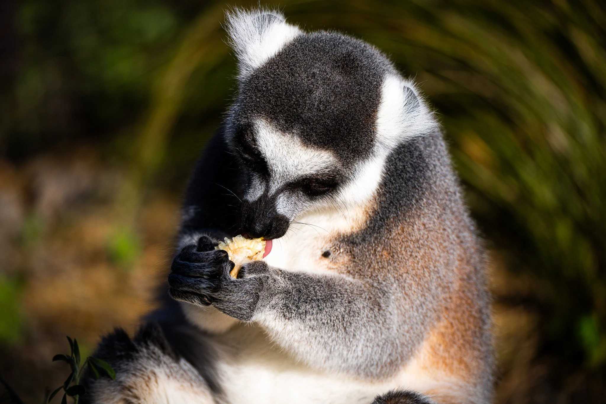 melbourne-zoo-lemur-tasting-fruit.jpg