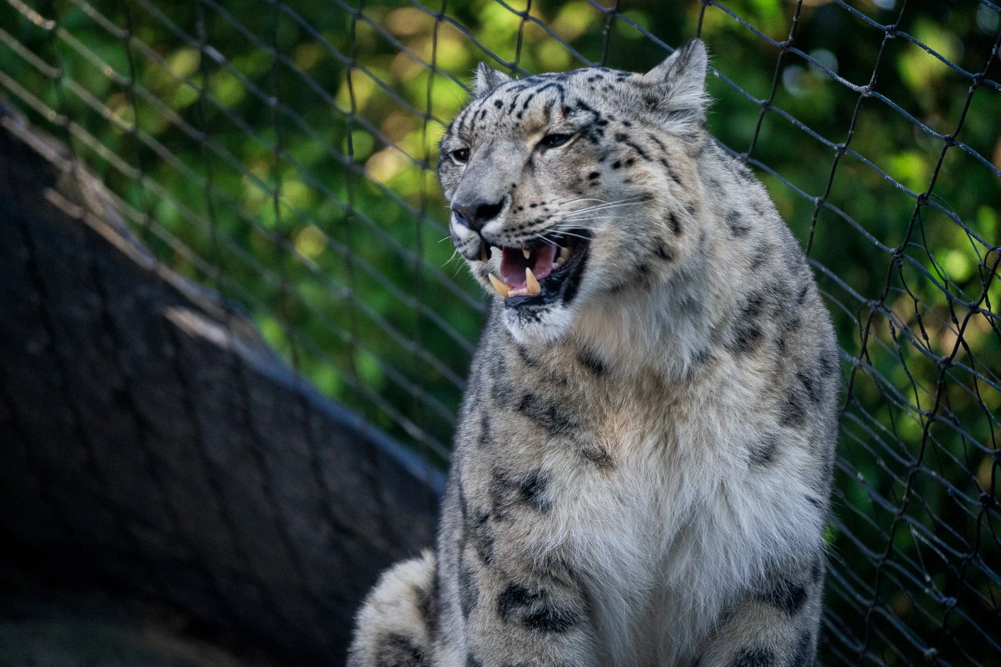 melbourne-zoo-snow-leopard-baring-teeth.jpg