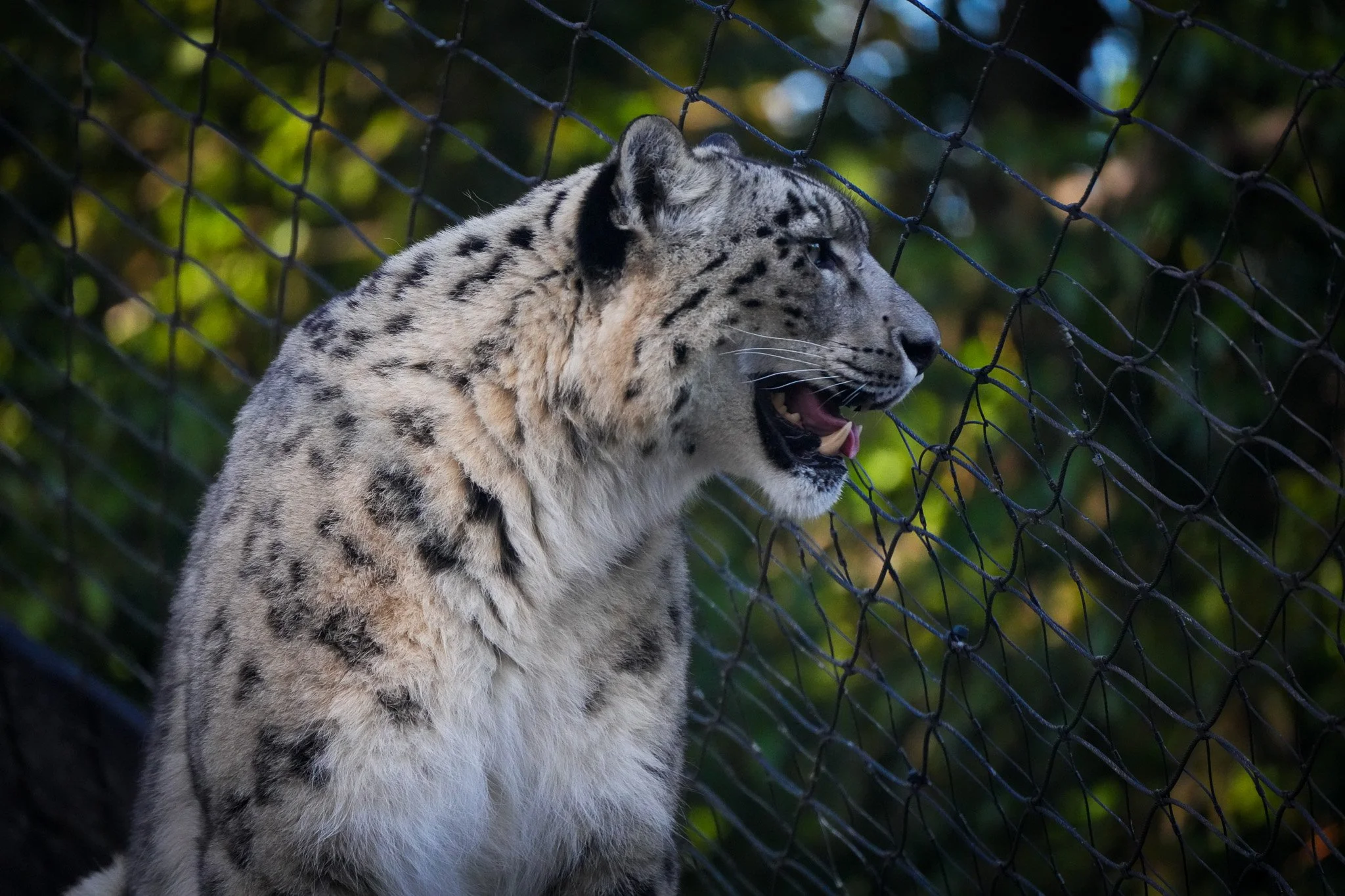 melbourne-zoo-snow-leapard.jpg