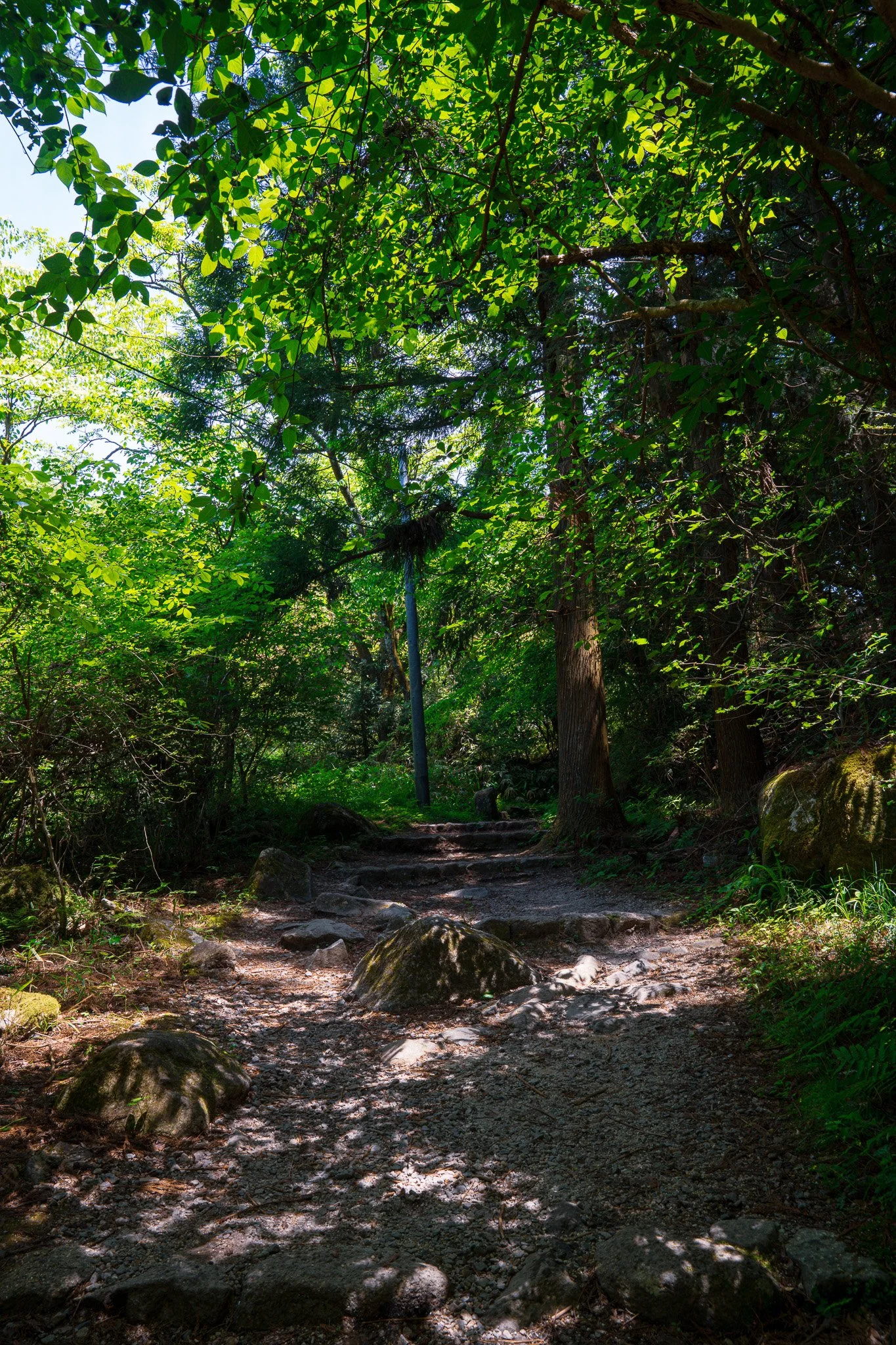 Sunlit Path