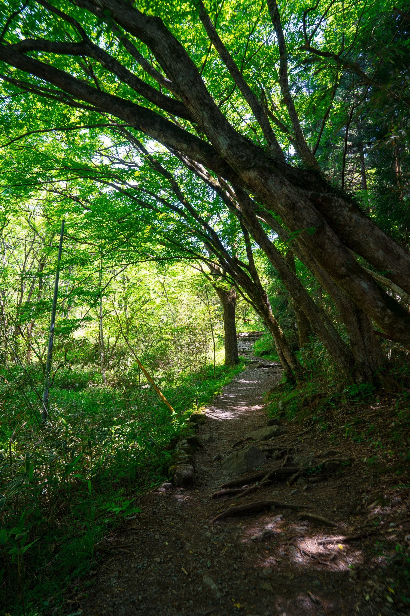 Tree lined path