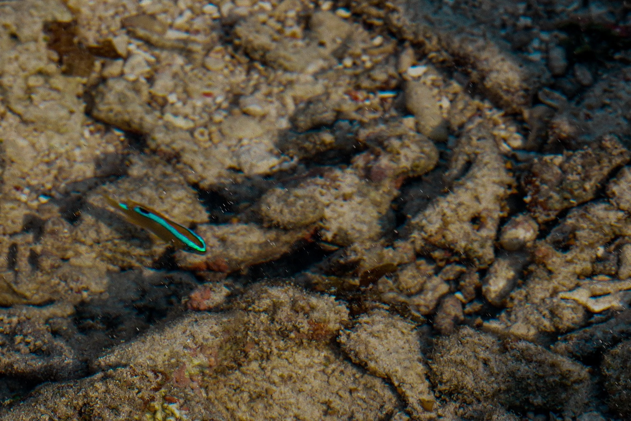 DSC04573_Crop.jpg