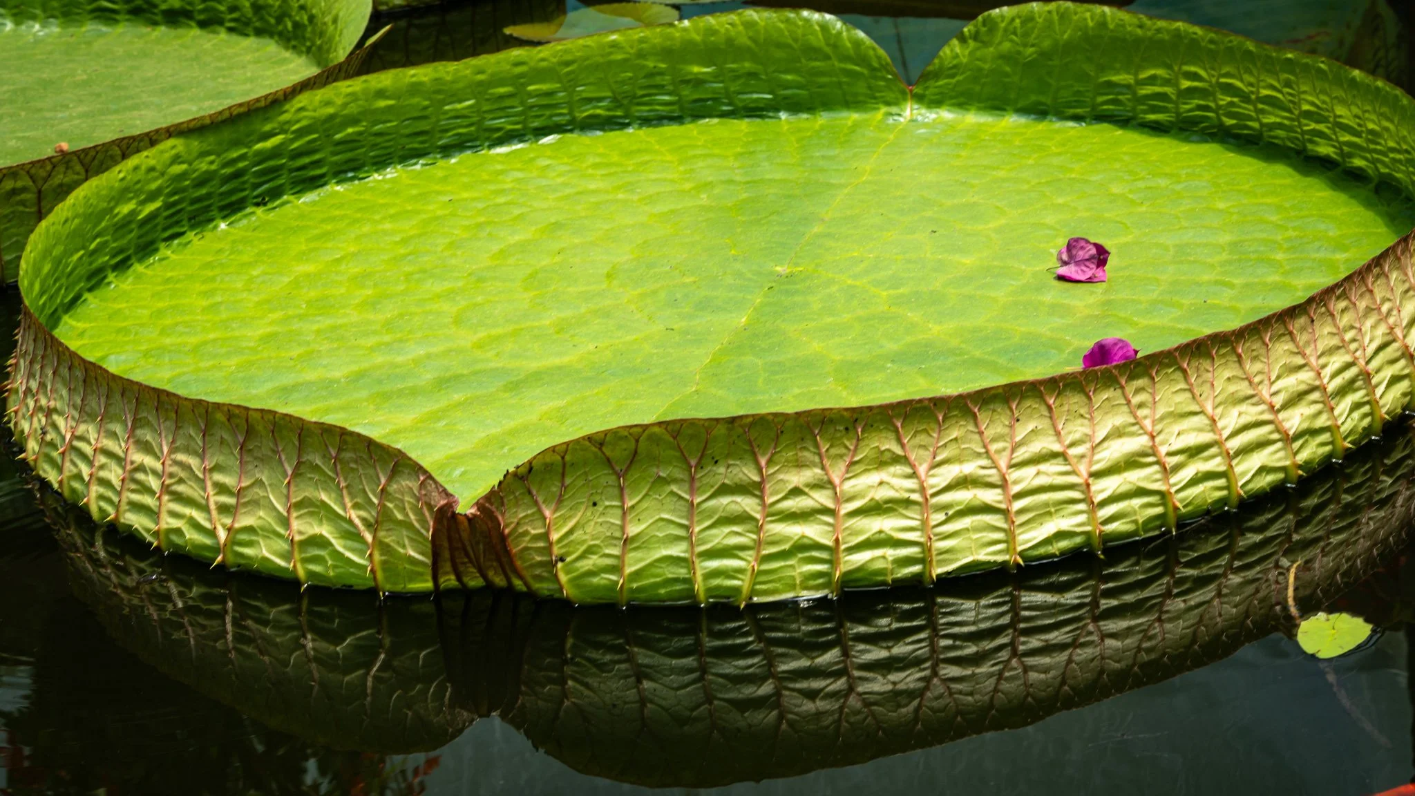 The giant lotus leaf
