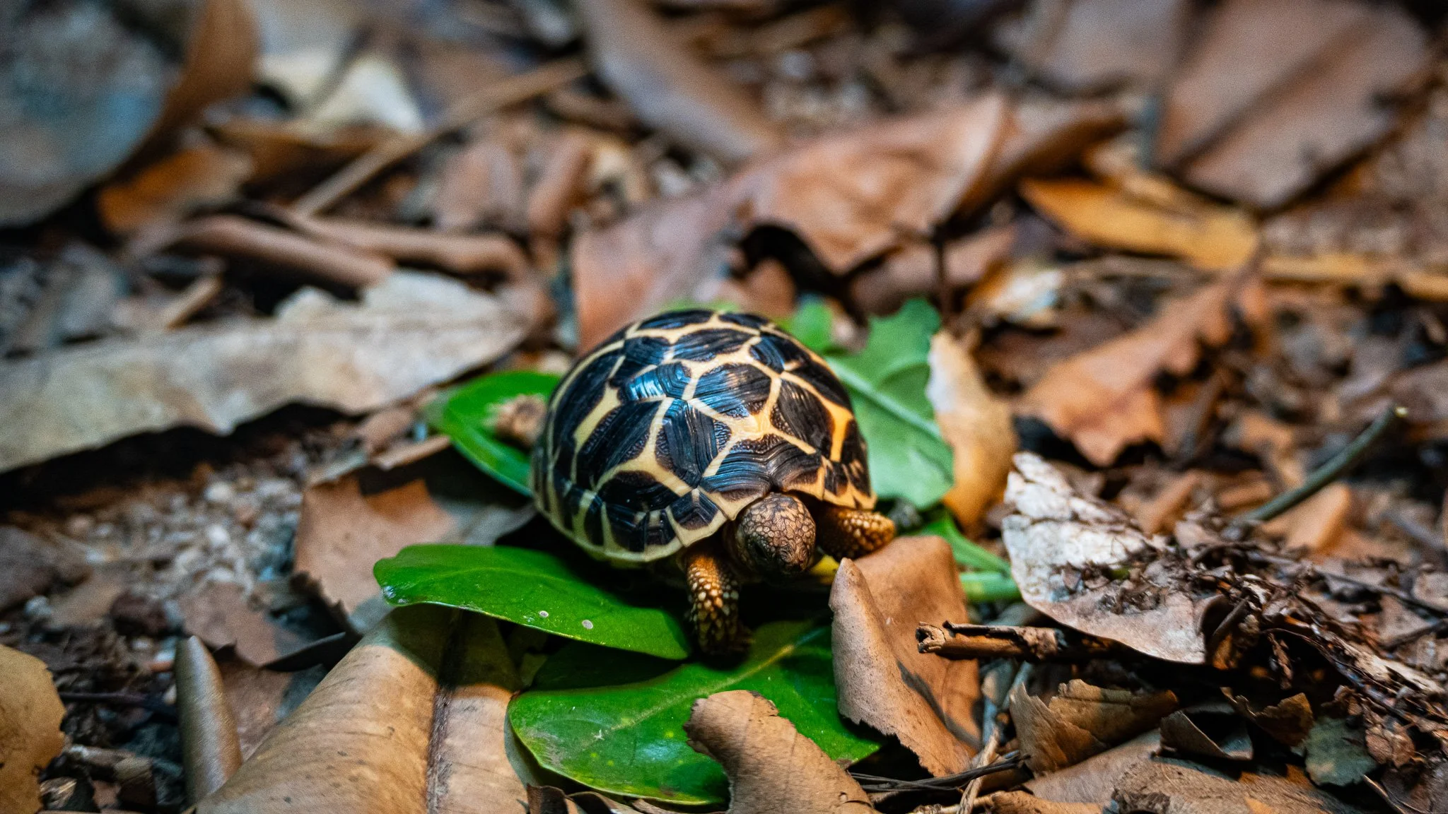 Turtle - Melbourne Zoo