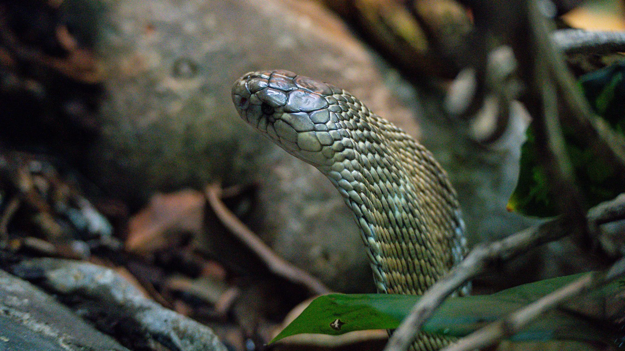 Snake - Melbourne Zoo