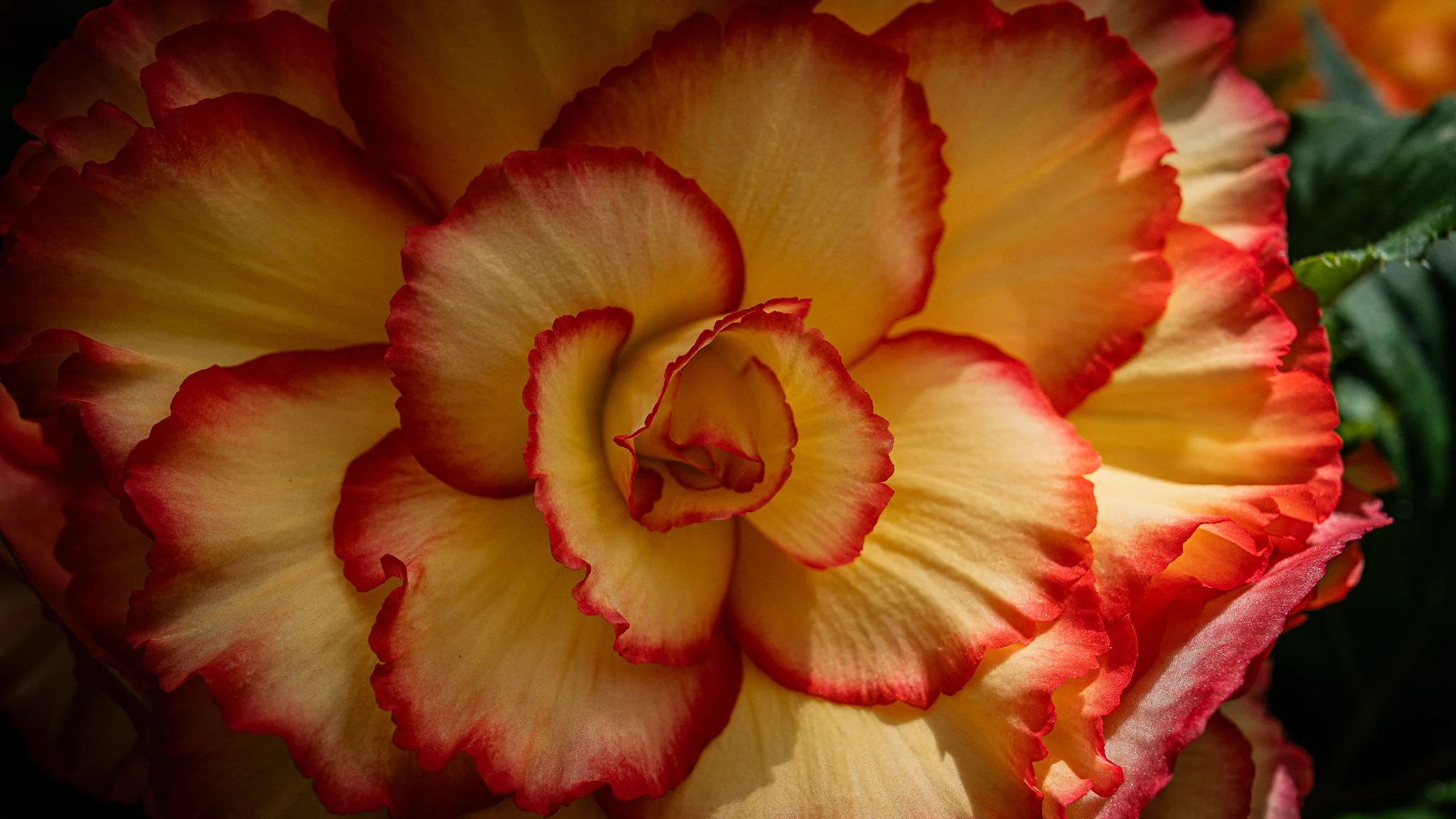 Flowers - Ballarat Botanical Garden