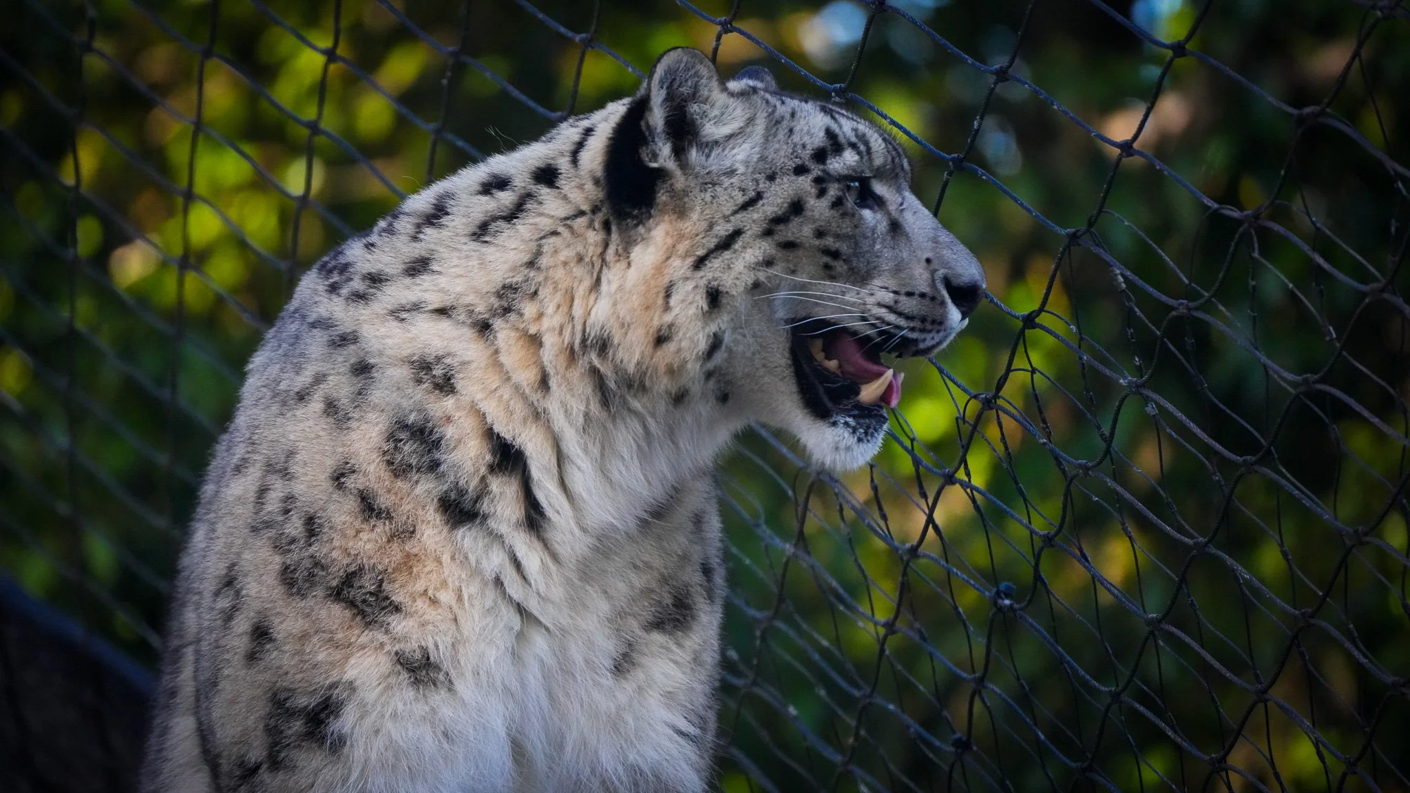 Snow Leopard - Melbourne Zoo