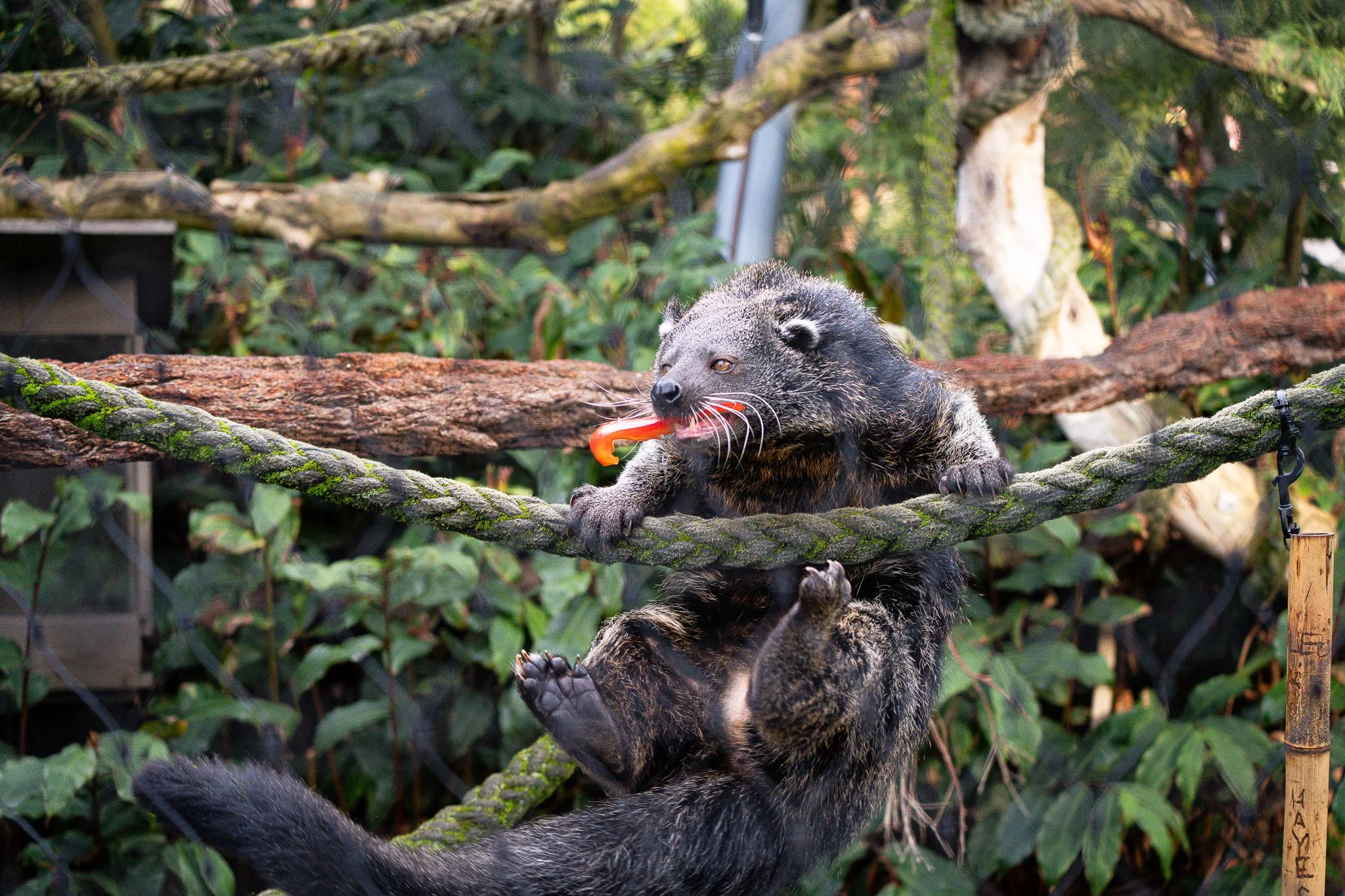 Binturong hangs on rope after getting at Melbourne Zoofood