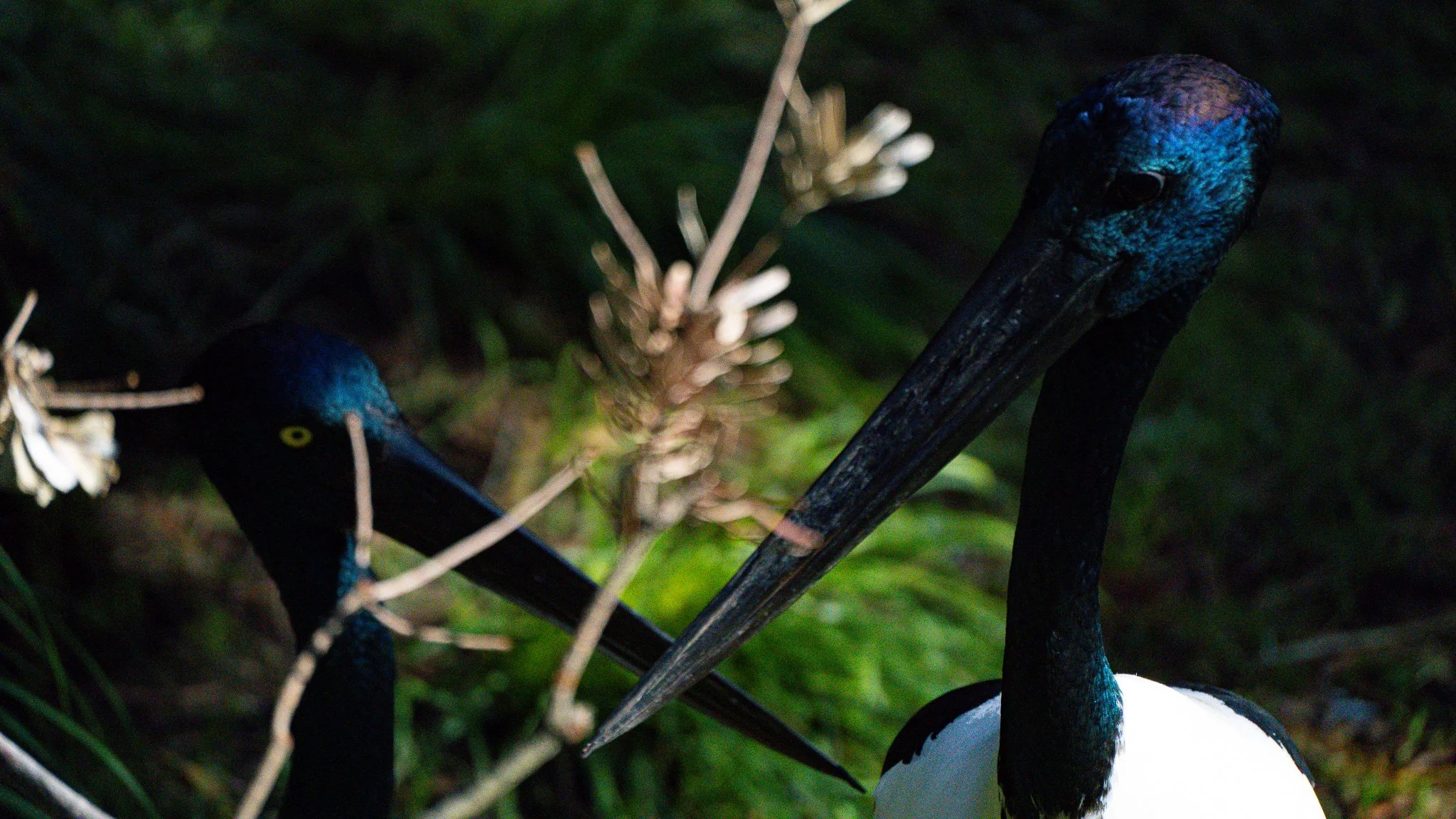 Black-necked Stork (Jabiru) - Melbourne Zoo