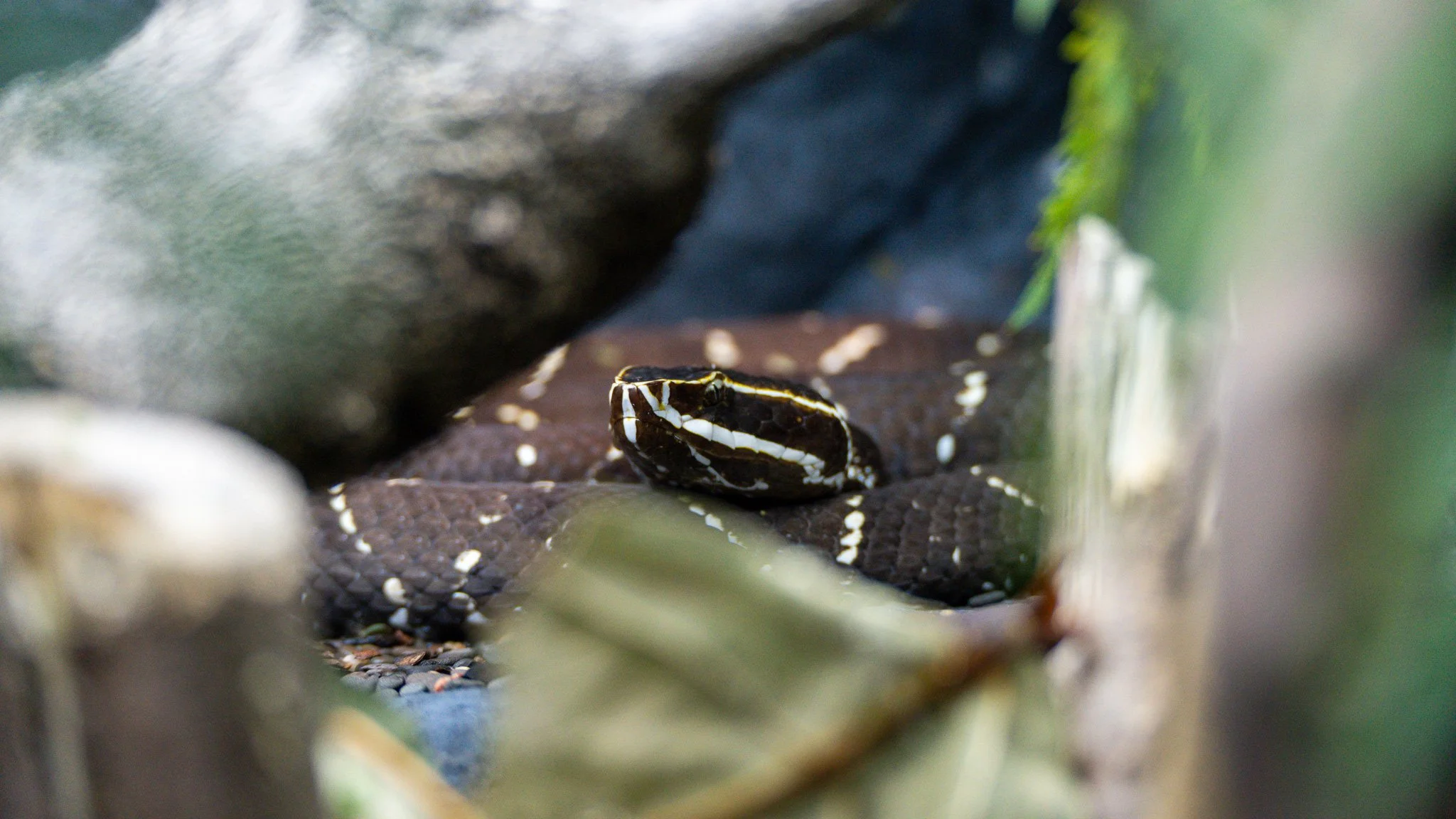 Snake - Melbourne Zoo