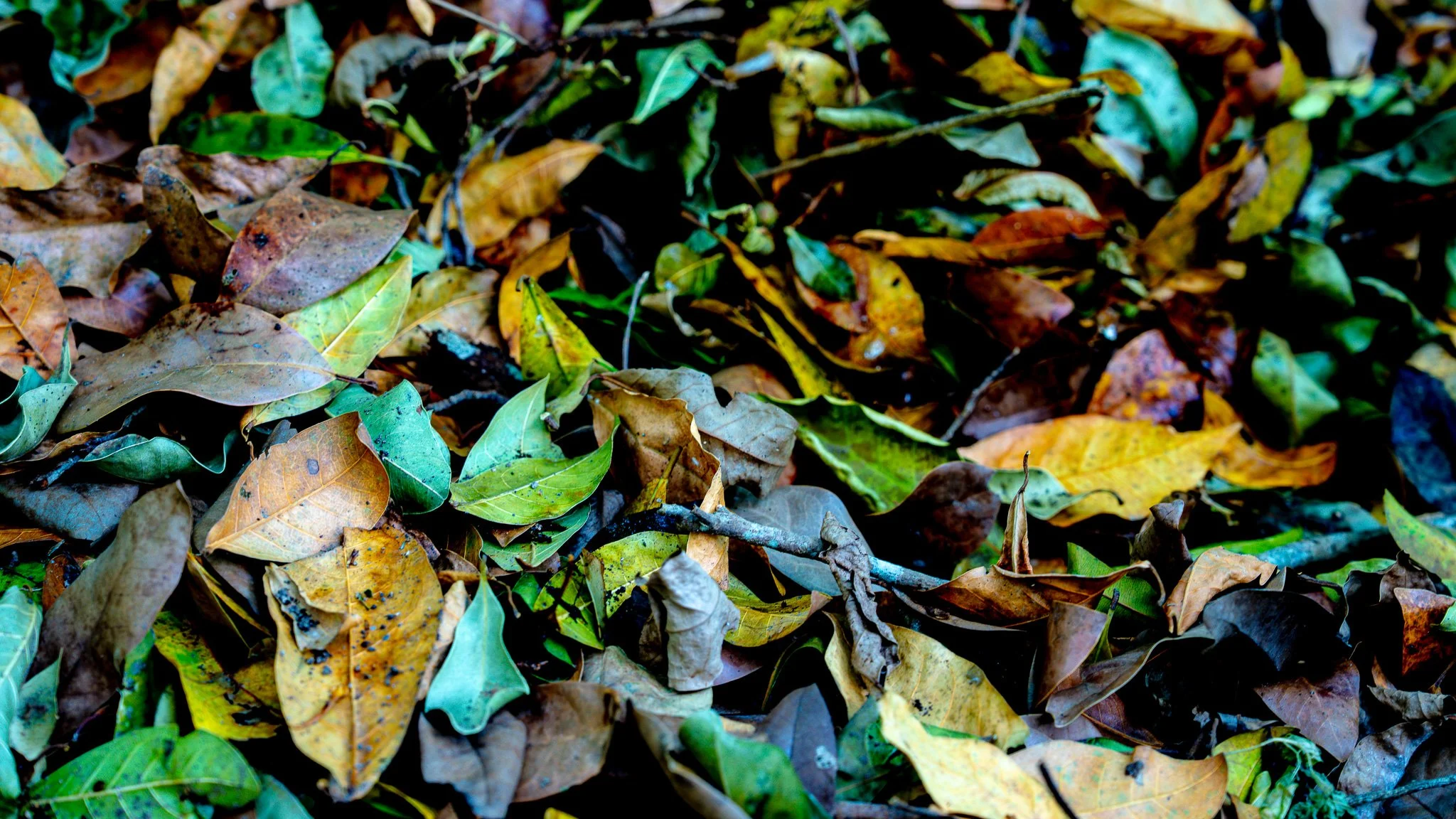 Fallen leaves - Benu