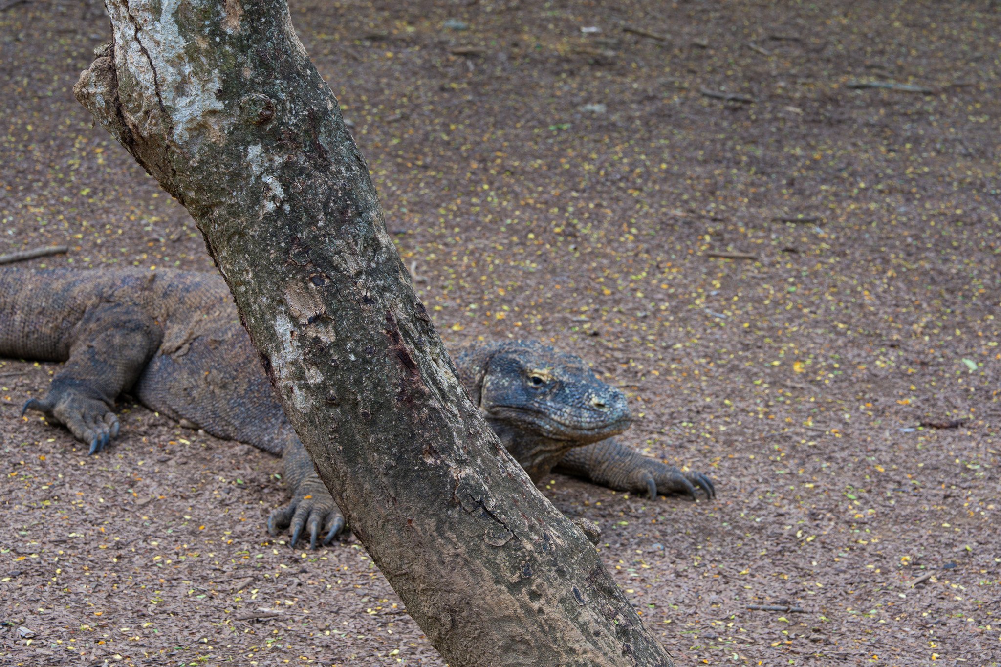 Pulau Komodo