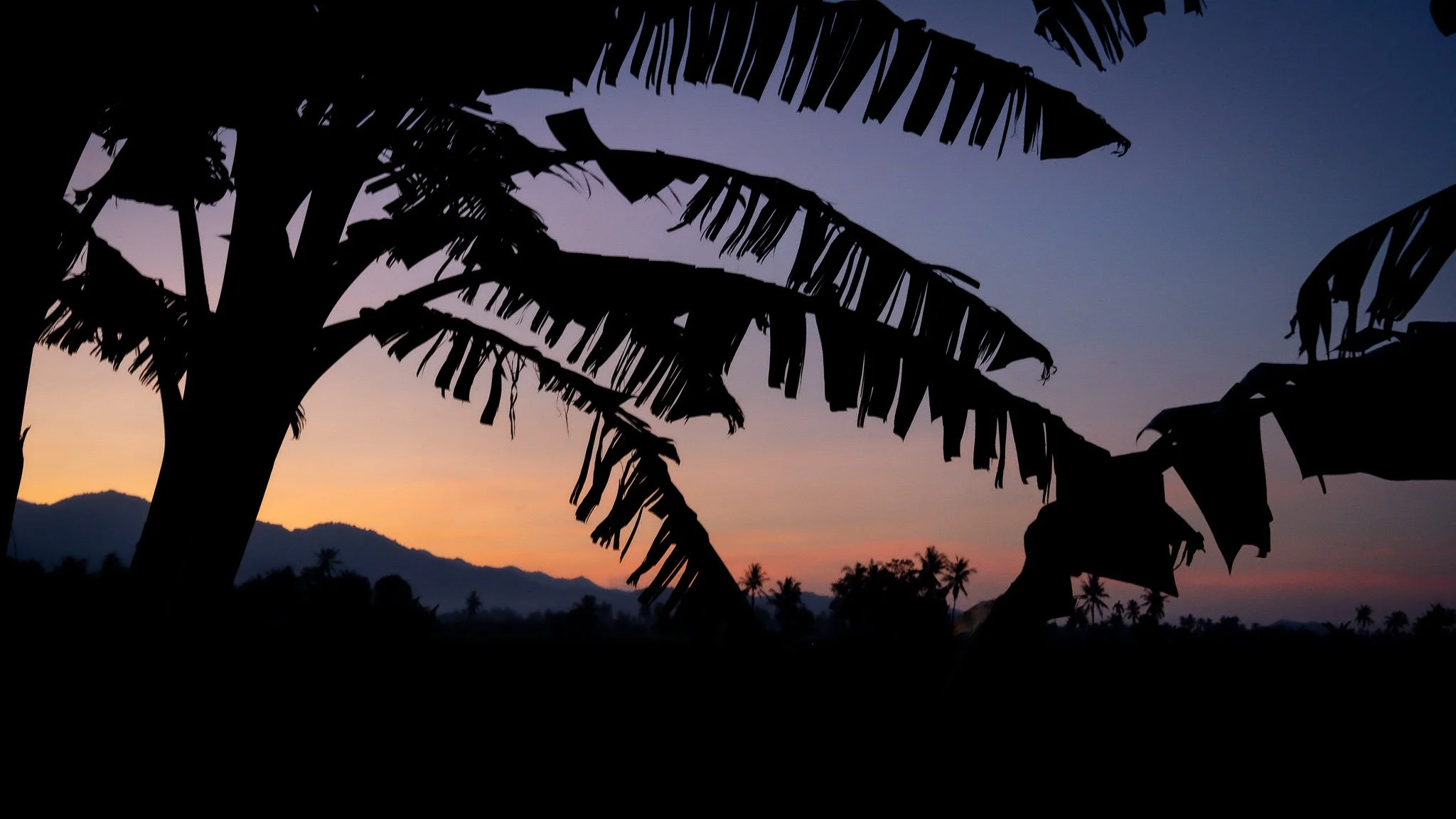 Rice paddies at Mbay