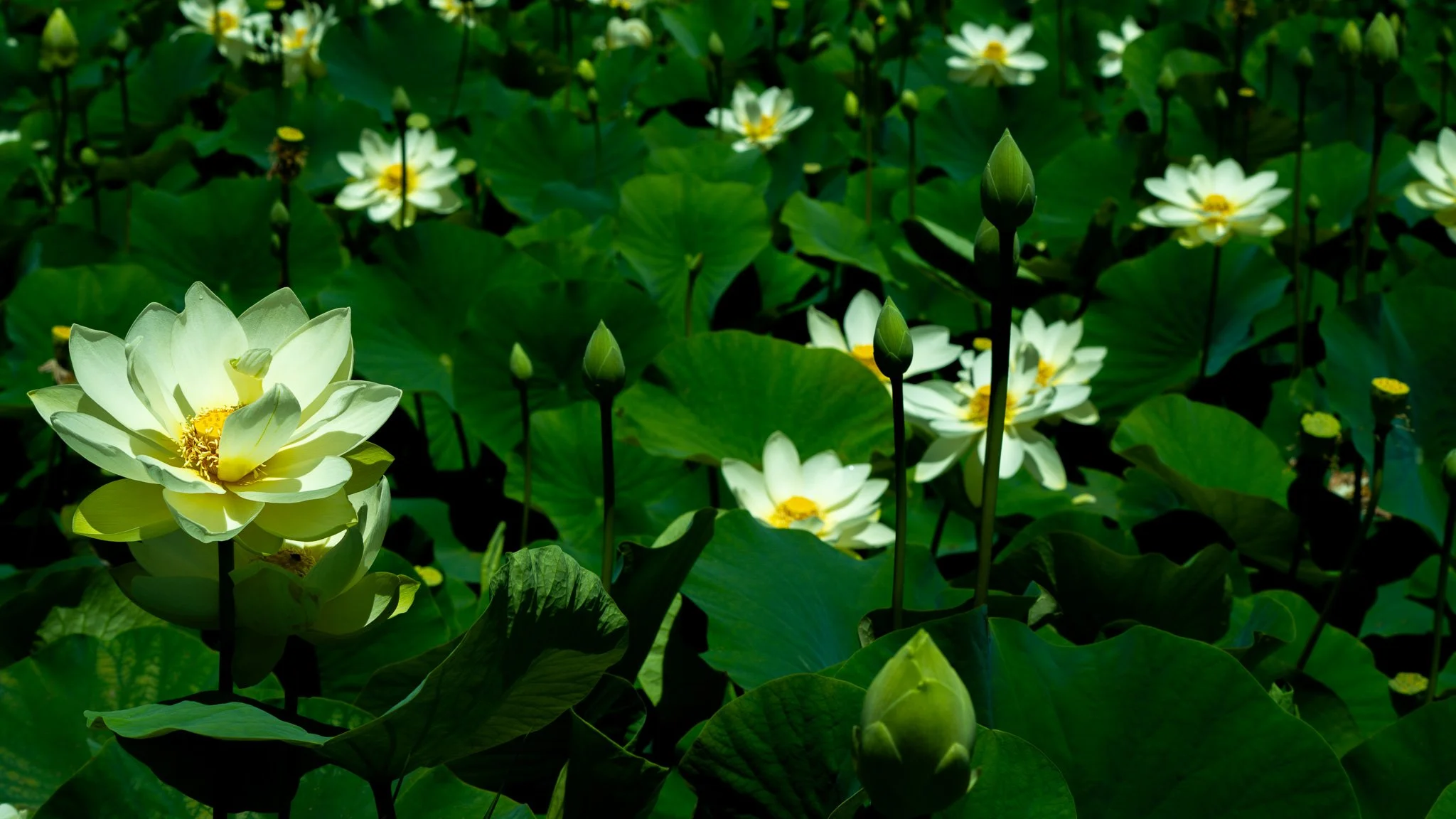 A field of white lotus flowers