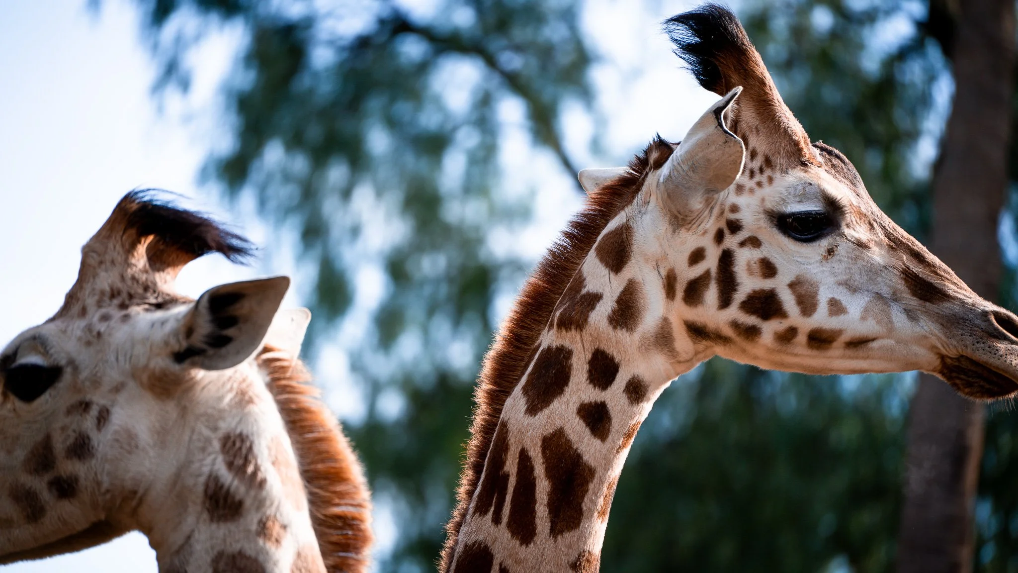 Giraffes - Melbourne Zoo