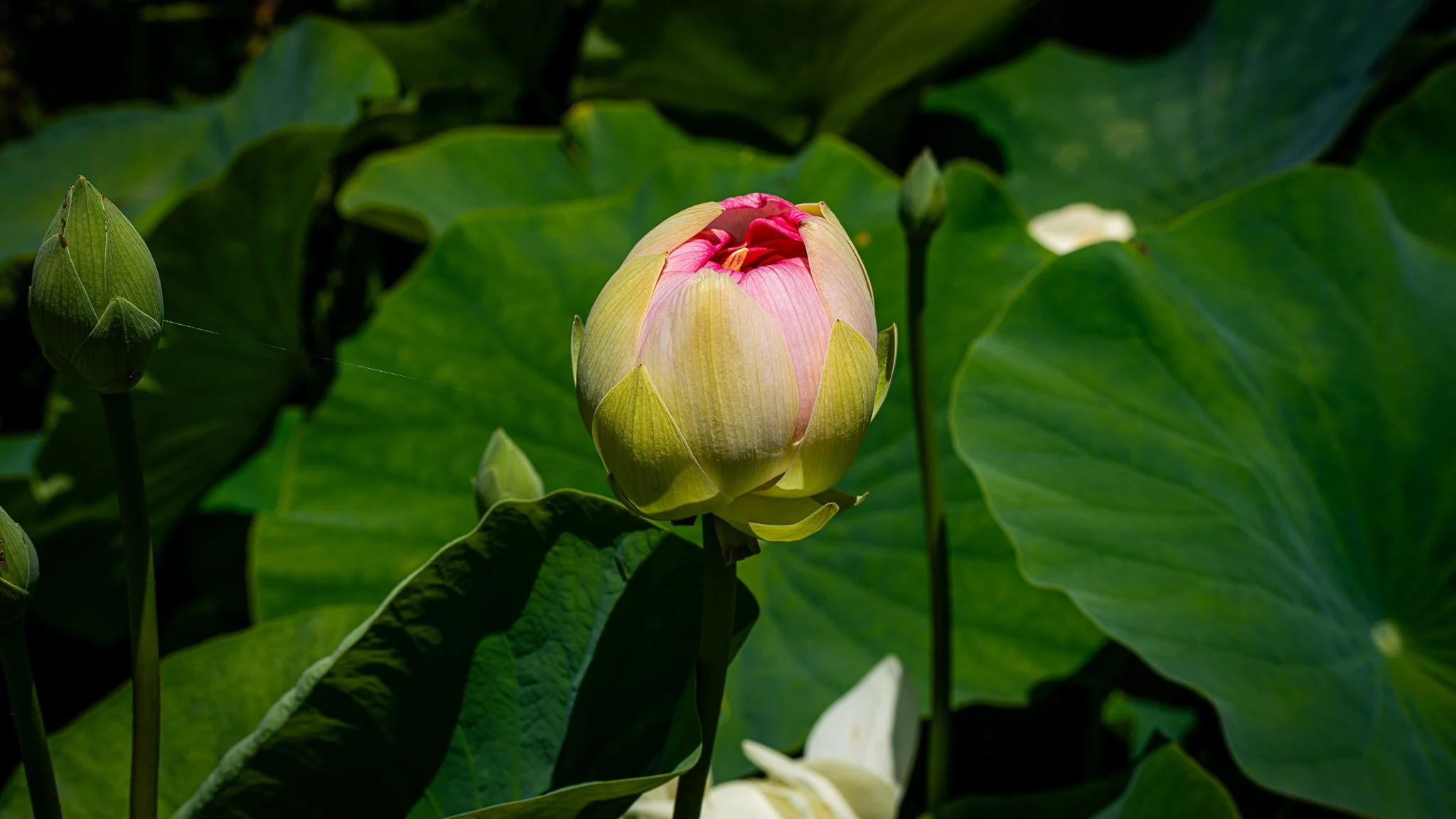 Lotus flower about to bloom
