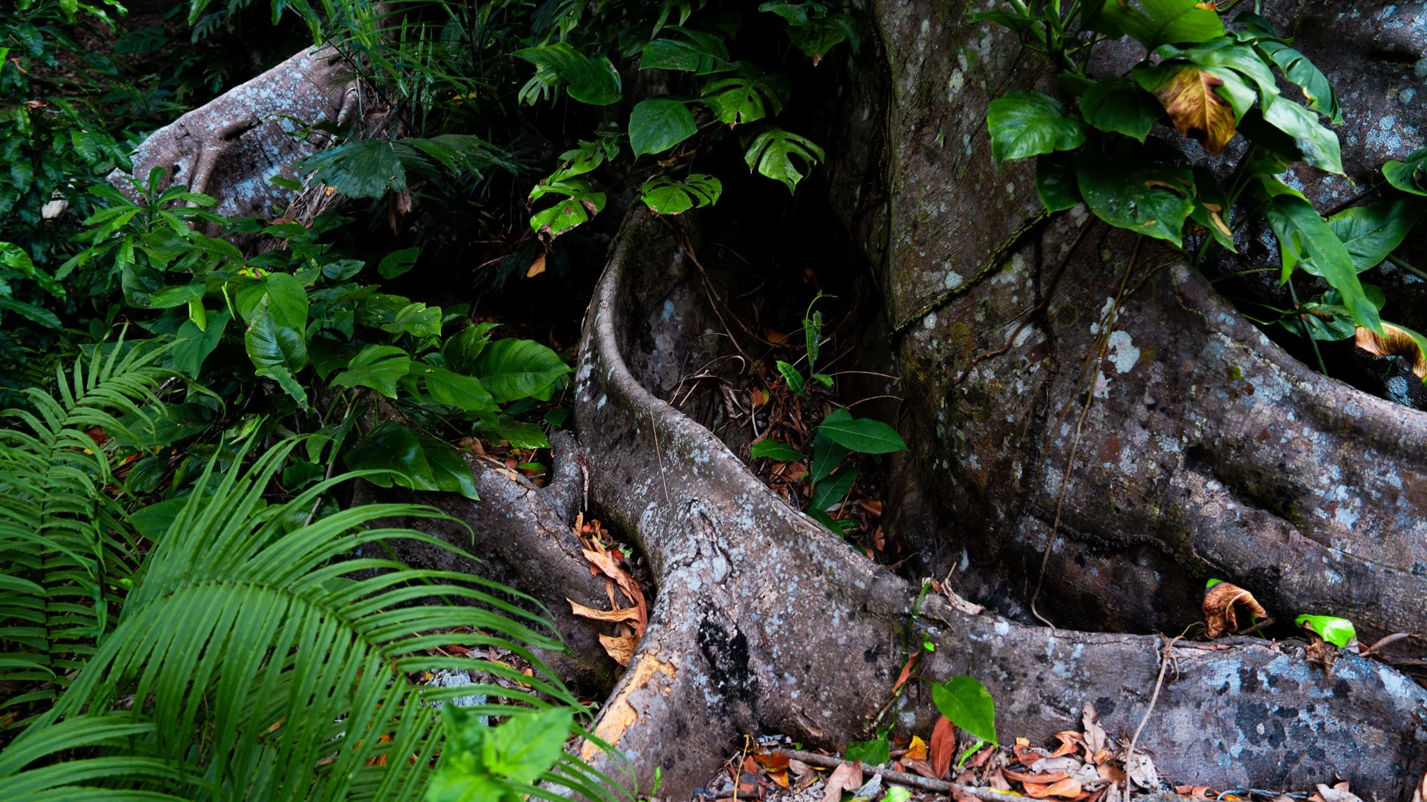 Tree root - Benu