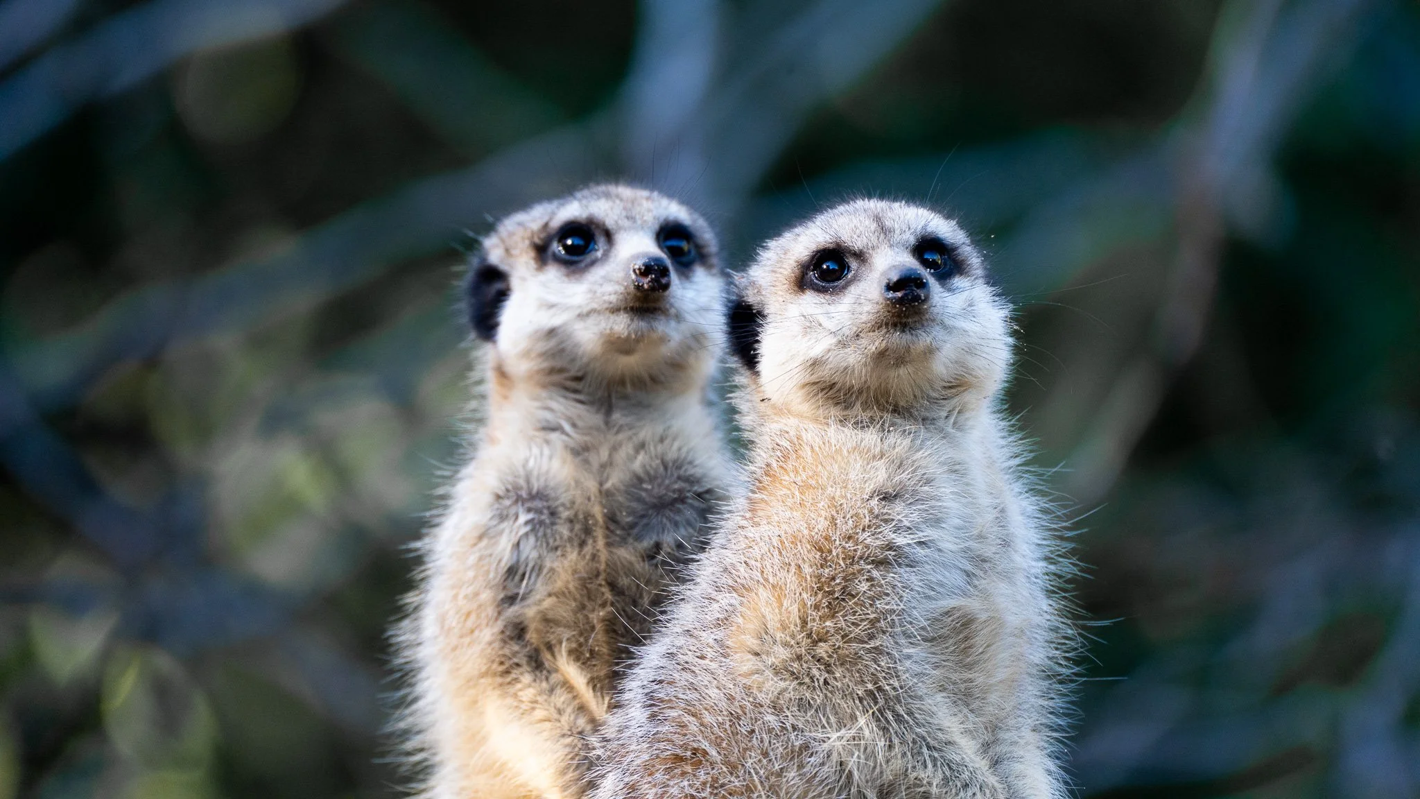 Meerkats - Melbourne Zoo