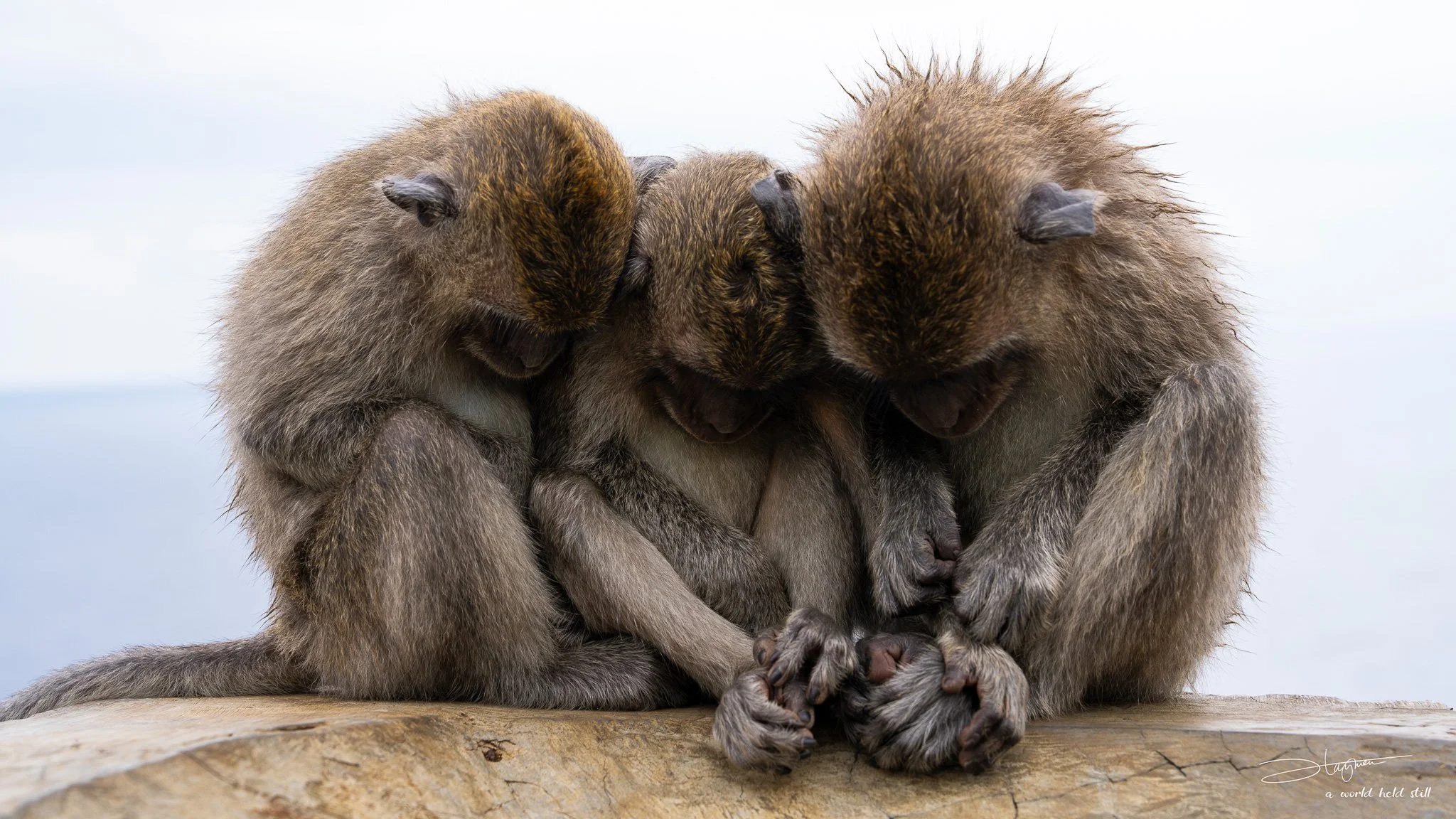 Sleeping Monkeys at Uluwatu Temple, Bali | Wildlife Photography