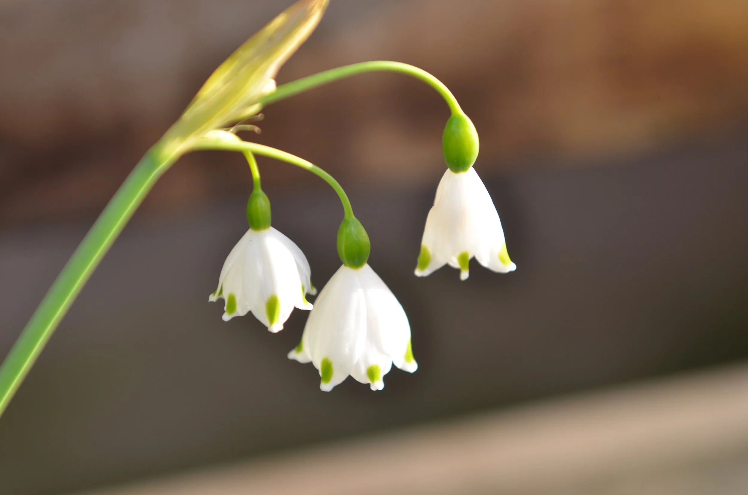 Close-up of yellow snowdrop flowers hanging upside down with green stems and buds