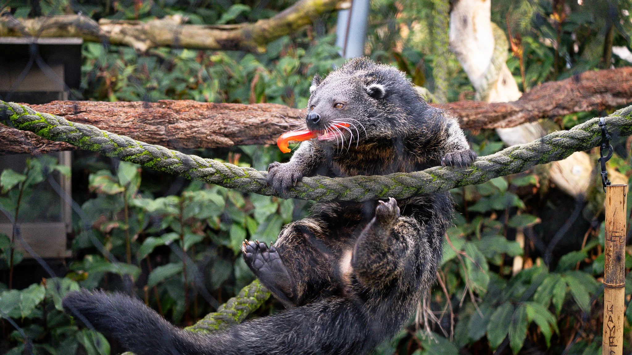 Binturong - Melbourne Zoo
