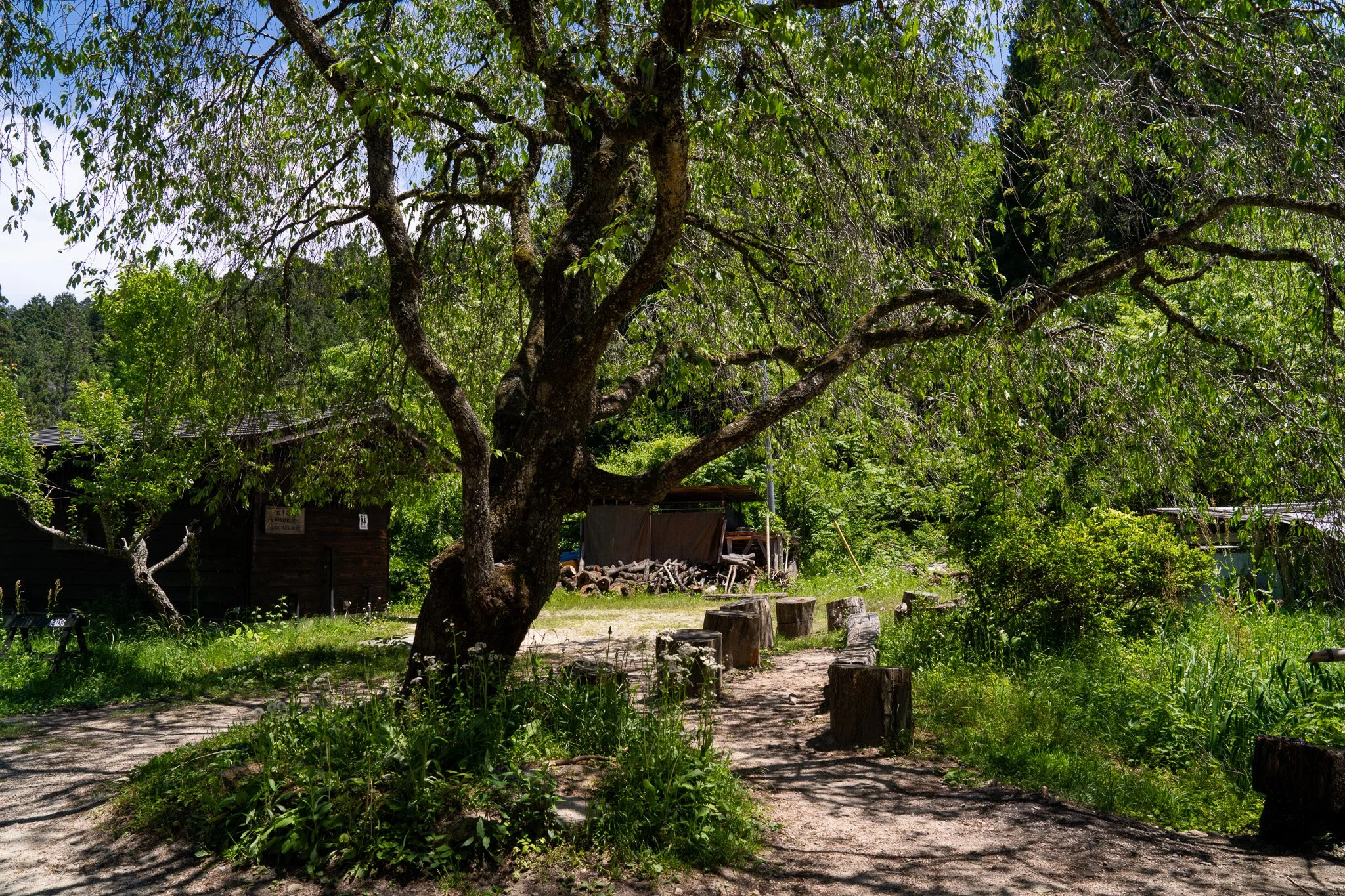 The big tree at the tea house rest area on a spring day at Nakasando Trail
