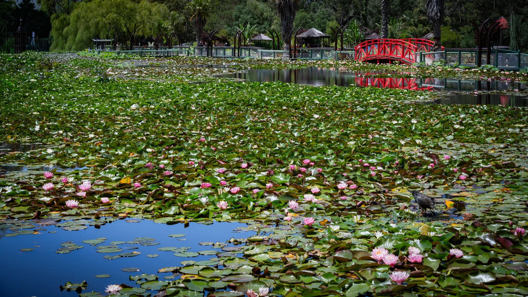 Monet lotus garden