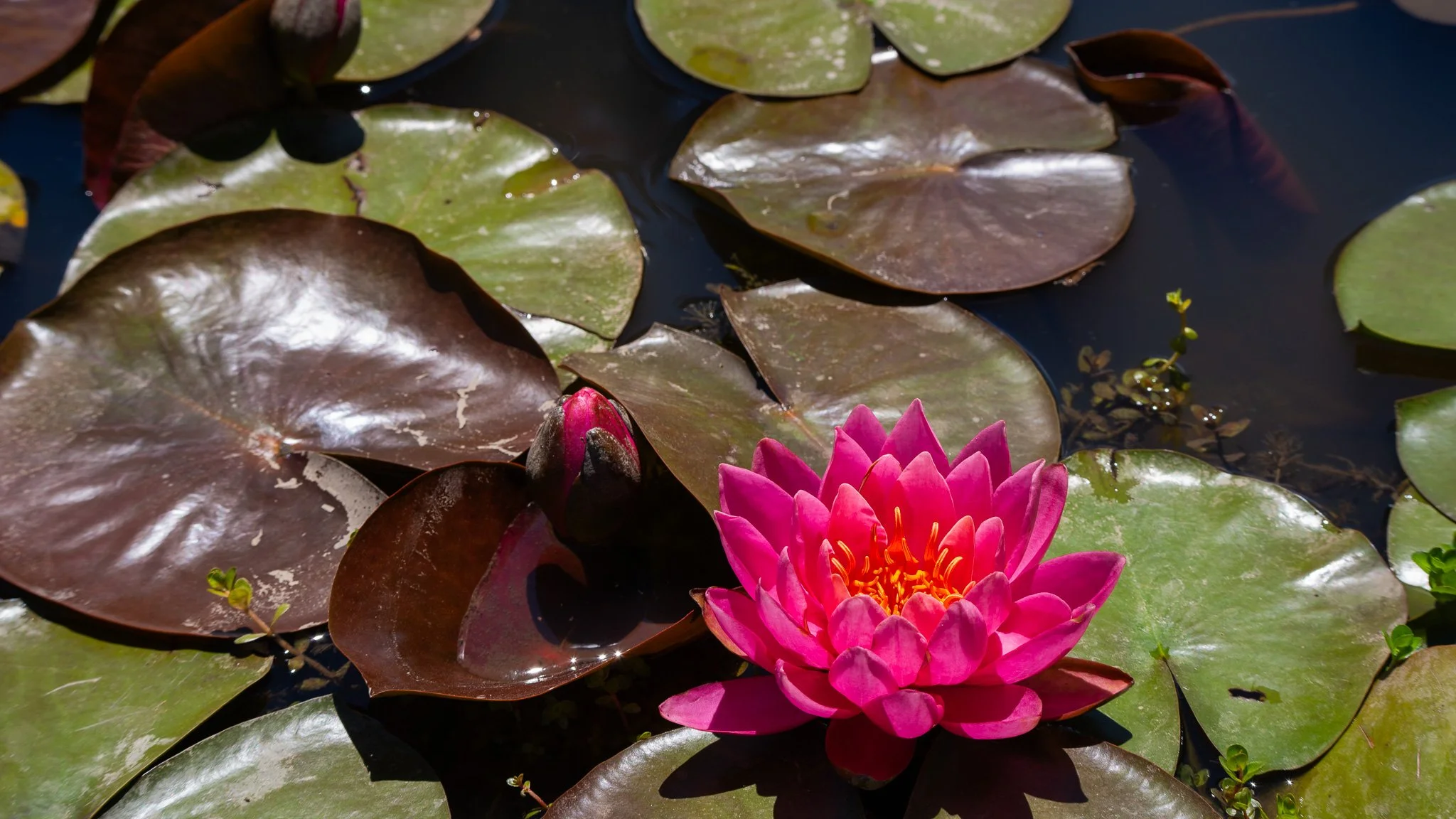 Red lotus flower