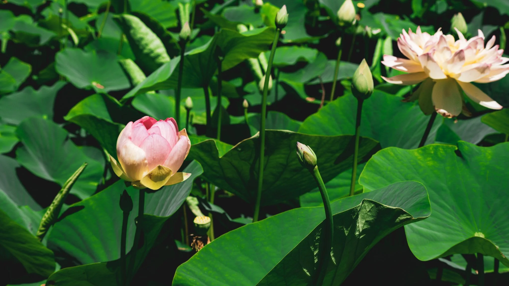 Lotus flowers