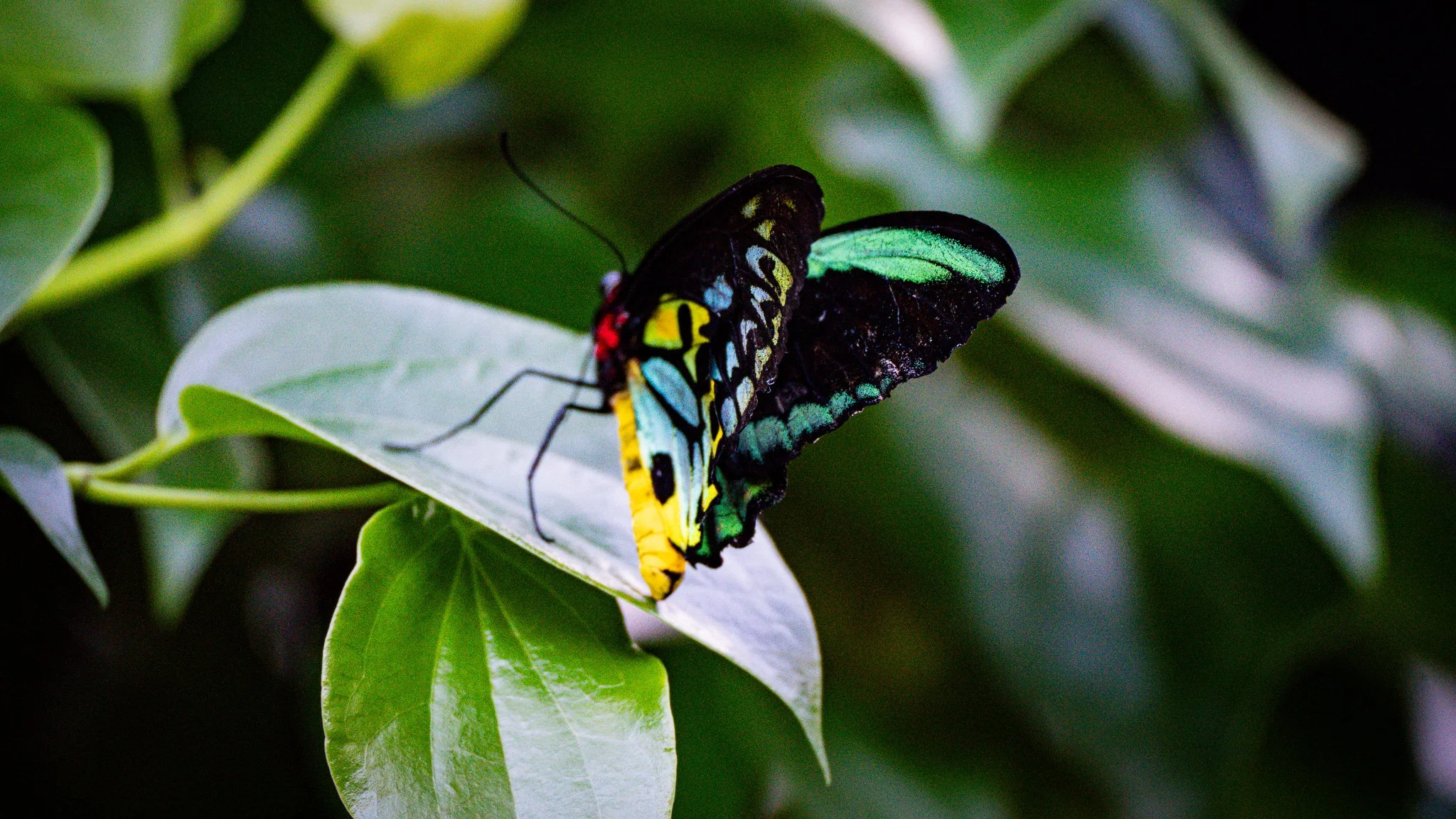 Butterfly - Melbourne Zoo
