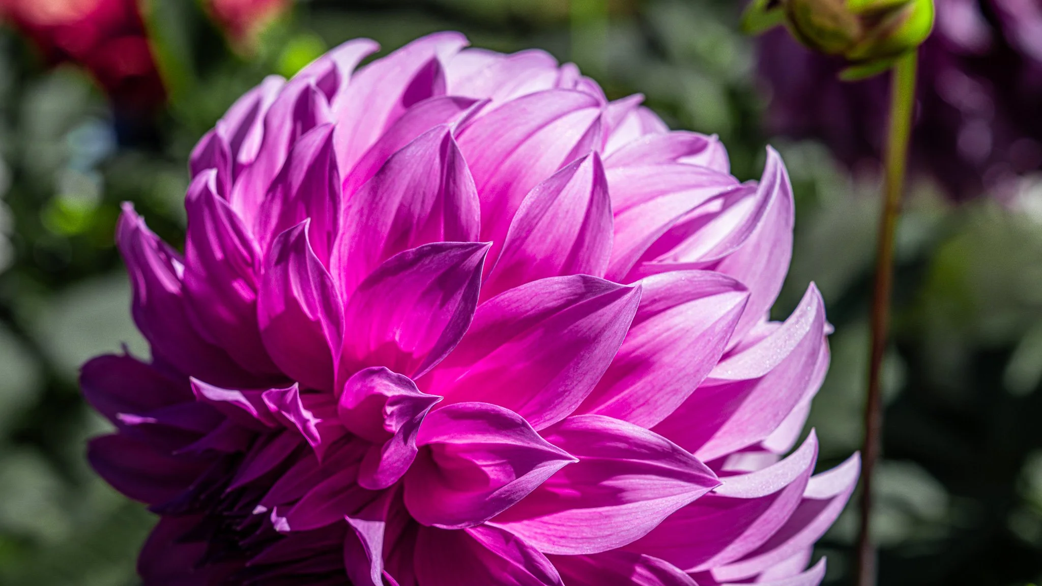 Flowers - Ballarat Botanical Garden