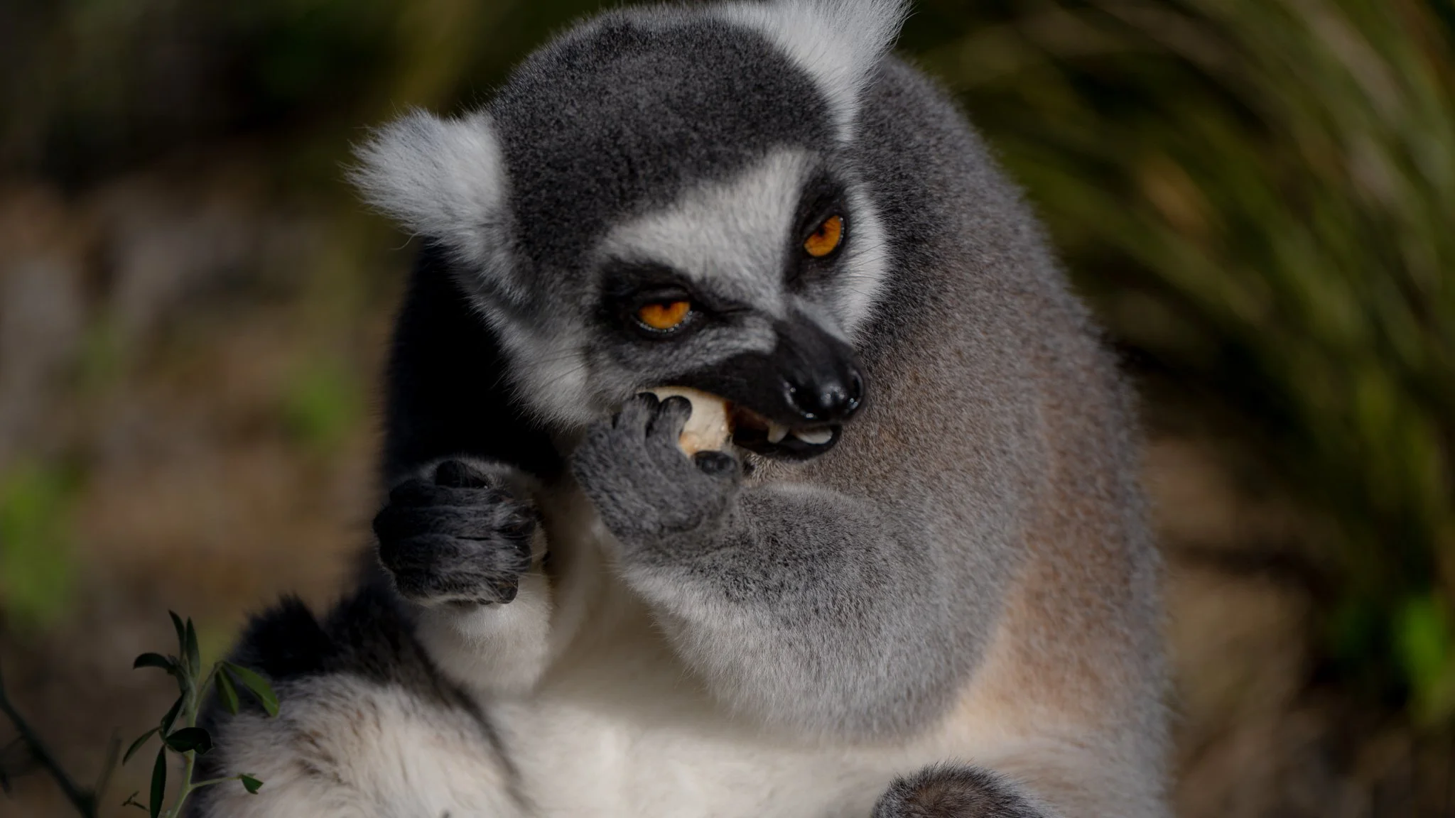 Ring-tailed Lemur - Melbourne Zoo