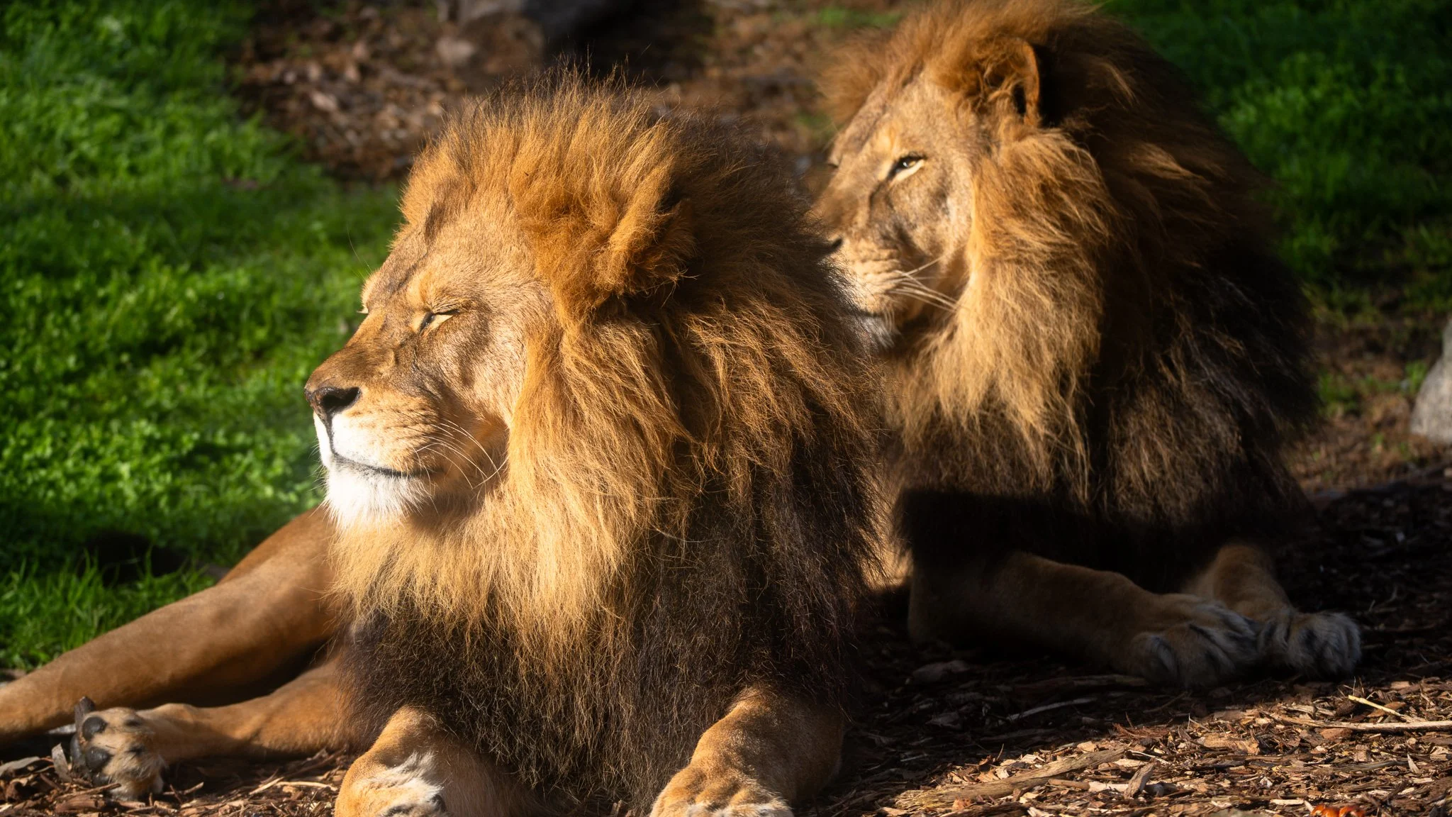 Lions - Melbourne Zoo