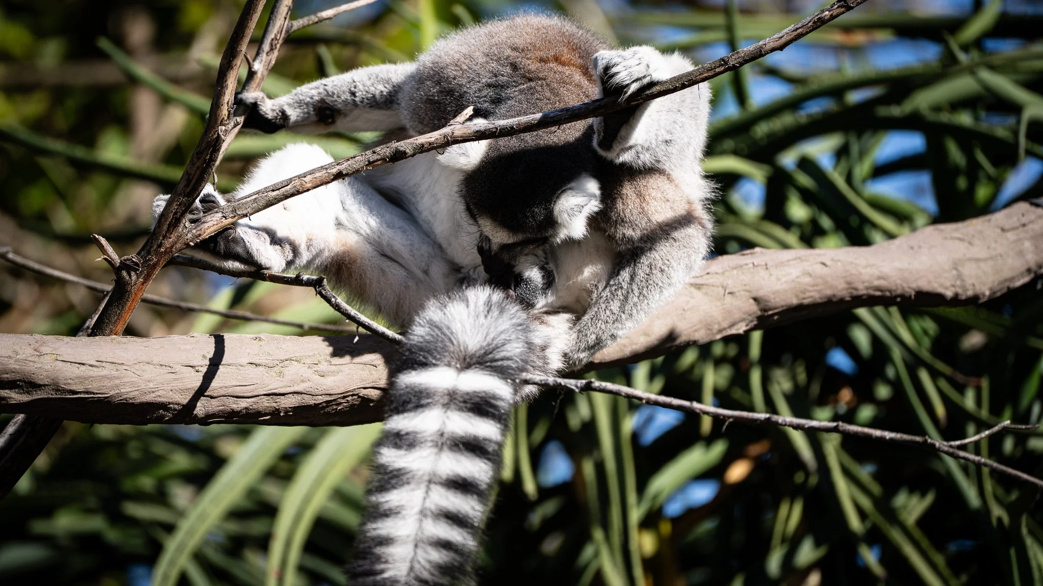Ring-tailed Lemur - Melbourne Zoo