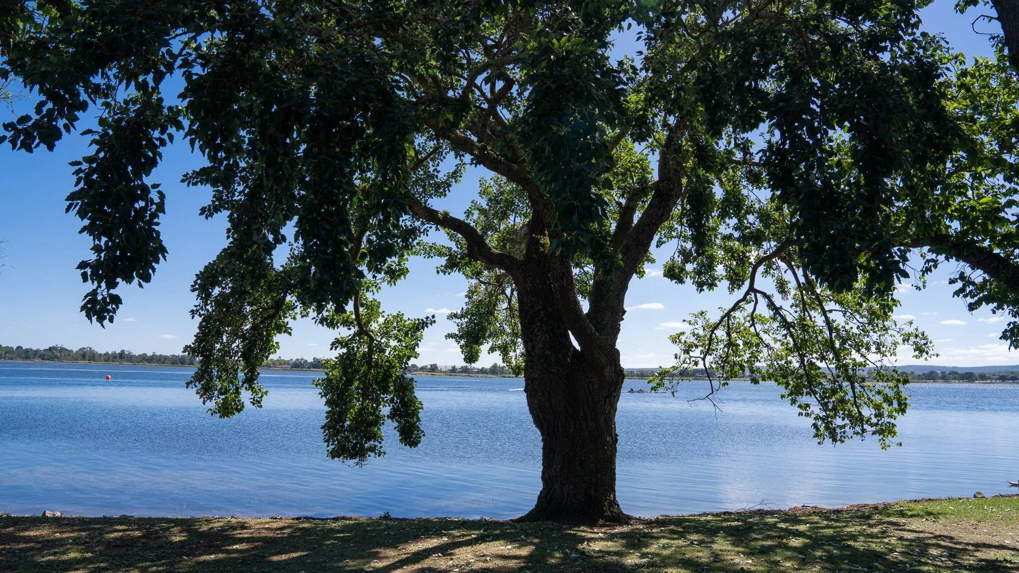 Lake Wendouree