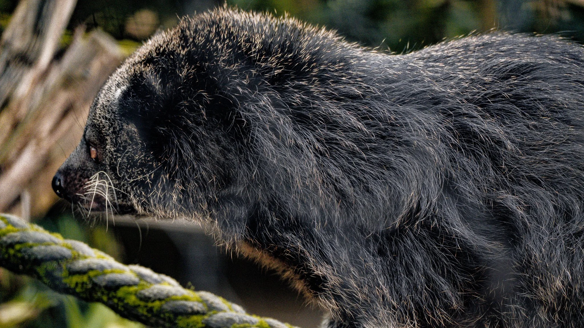 Binturong - Melbourne Zoo