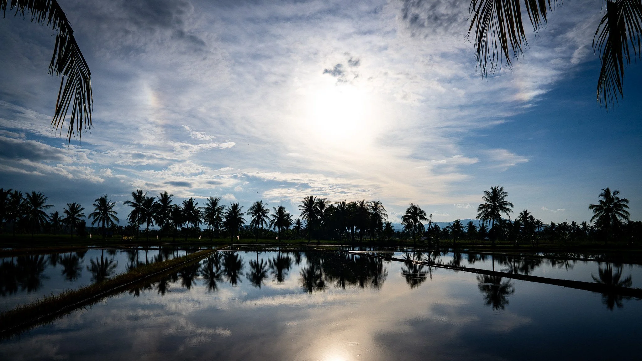 Rice paddies at Mbay