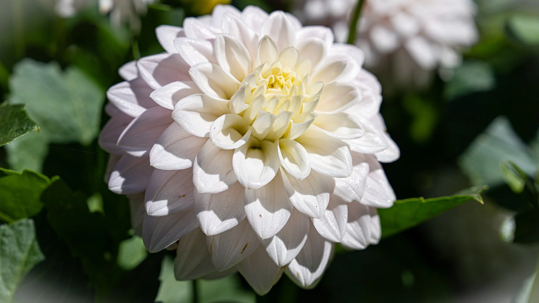 Flowers - Ballarat Botanical Garden