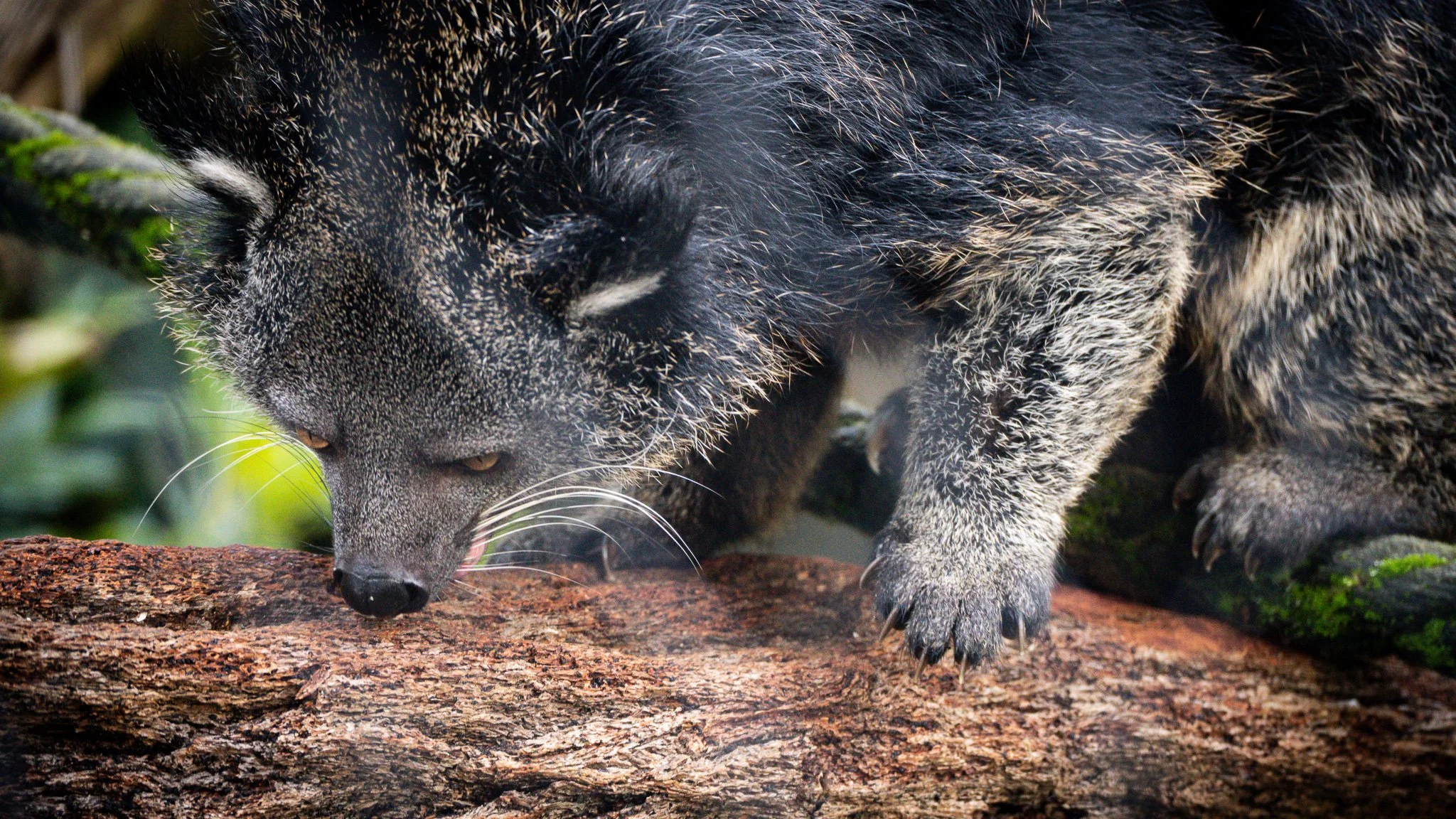 Binturong - Melbourne Zoo