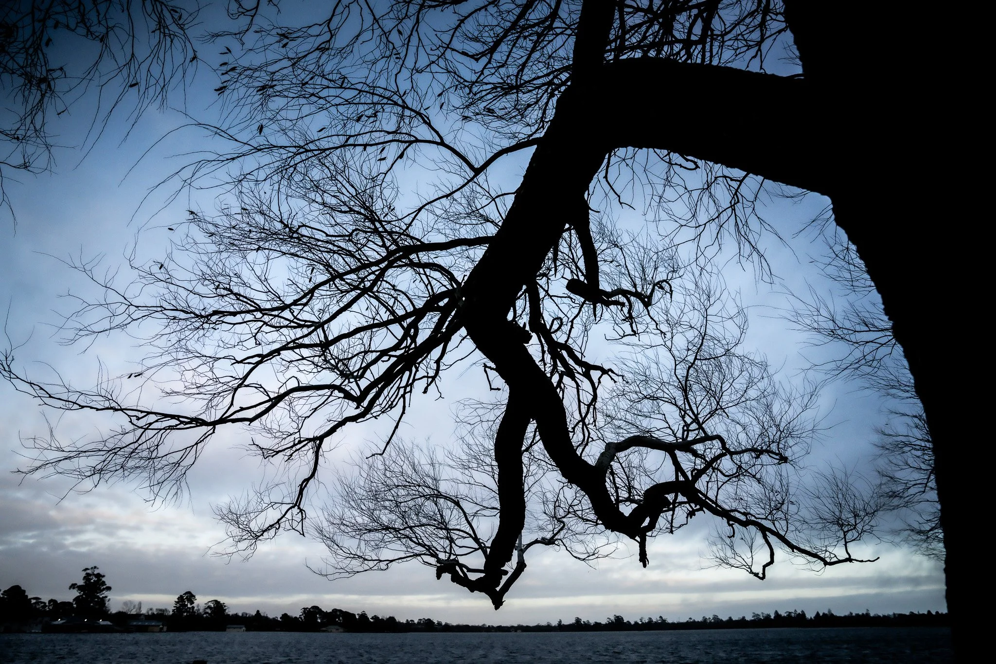 The leafless branches