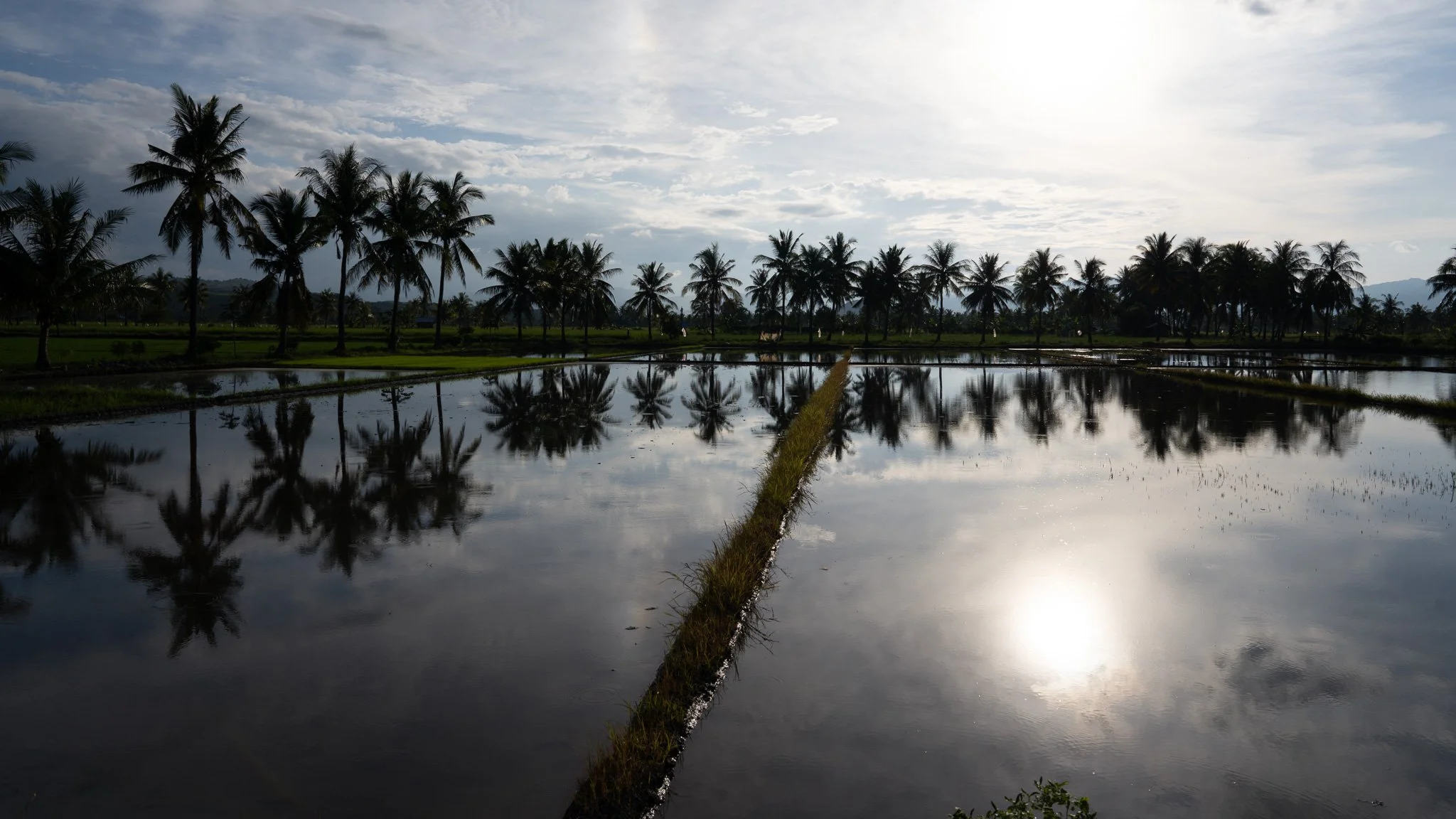 Rice paddies at Mbay
