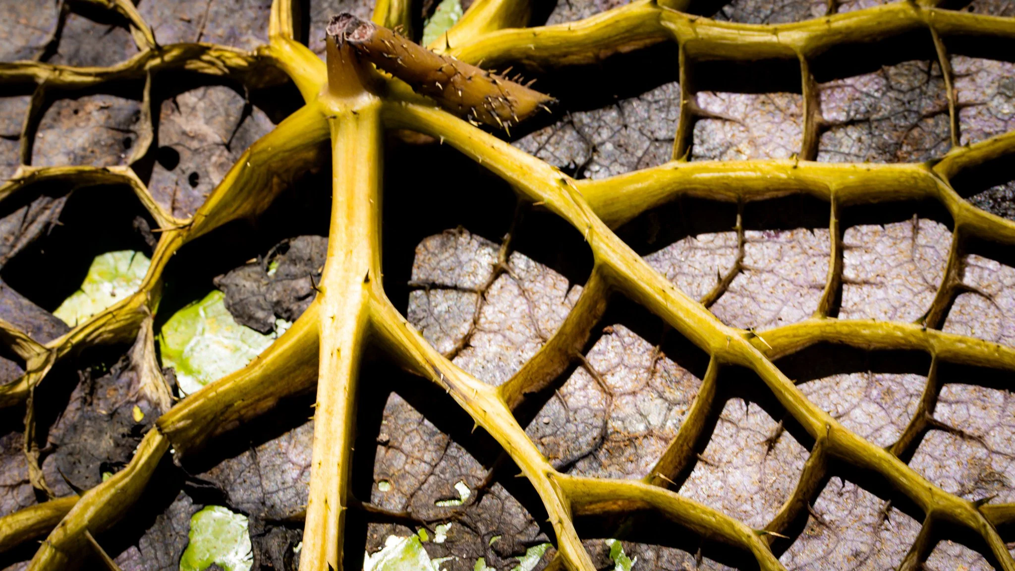 A dying giant lotus leaf