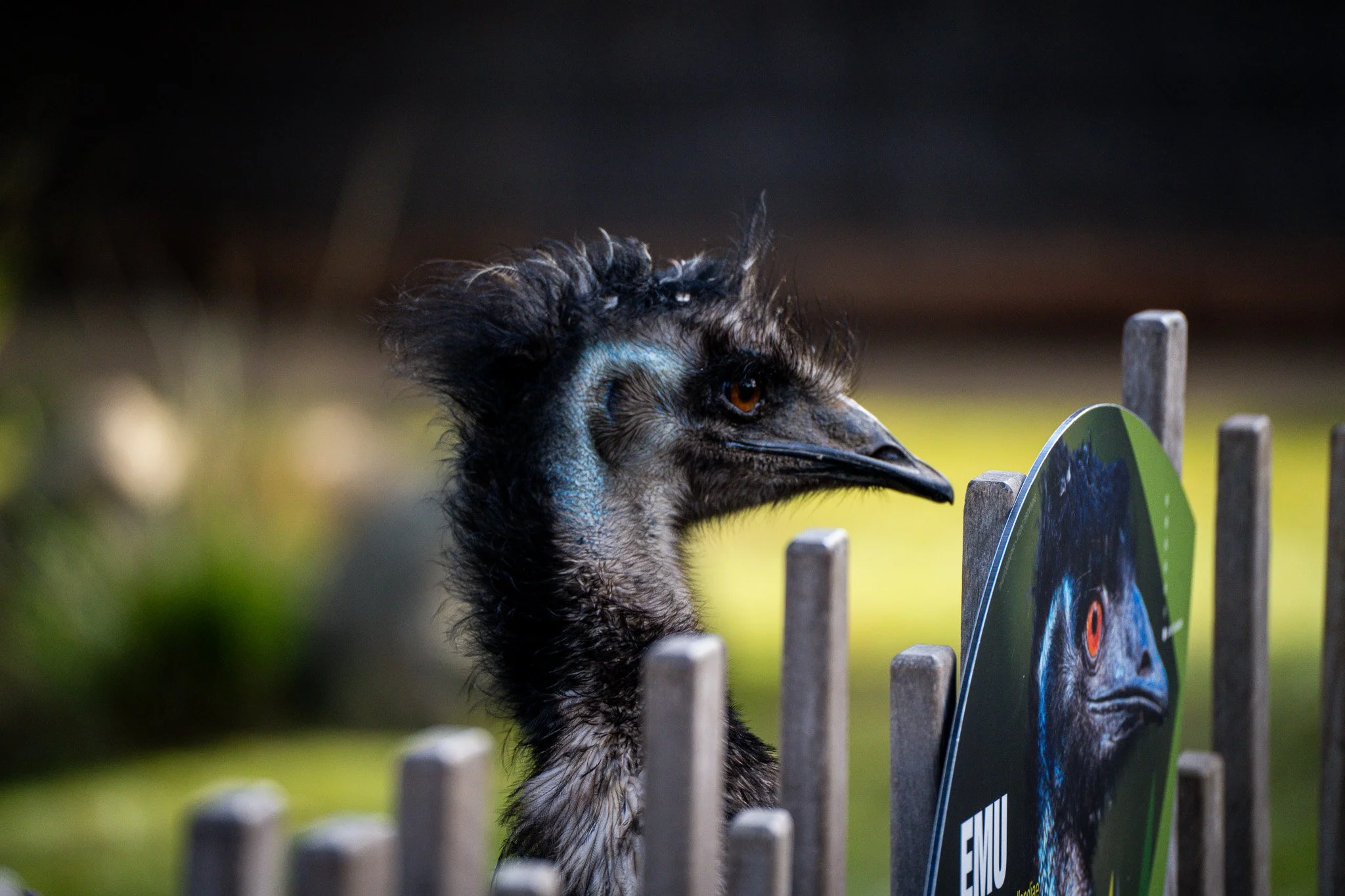 Emu stops and pose with its sign at Melbourne Zoo